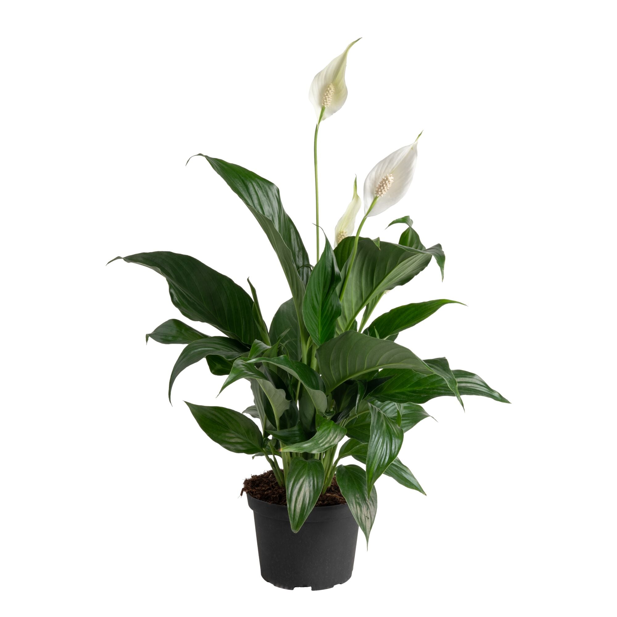 Costa Farms M-SPA-G-POT-01-LW White White Spathiphyllum, Peace Lily House plant in 6 Inch(es) Pot 1.0 -Pack
