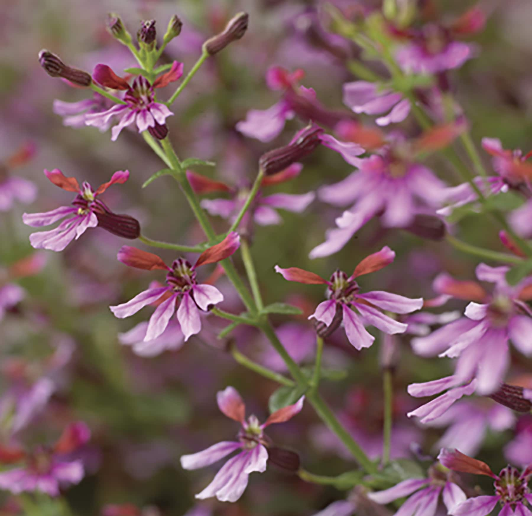 Drought Tolerance Mexican Heather Plants, Bulbs & Seeds at