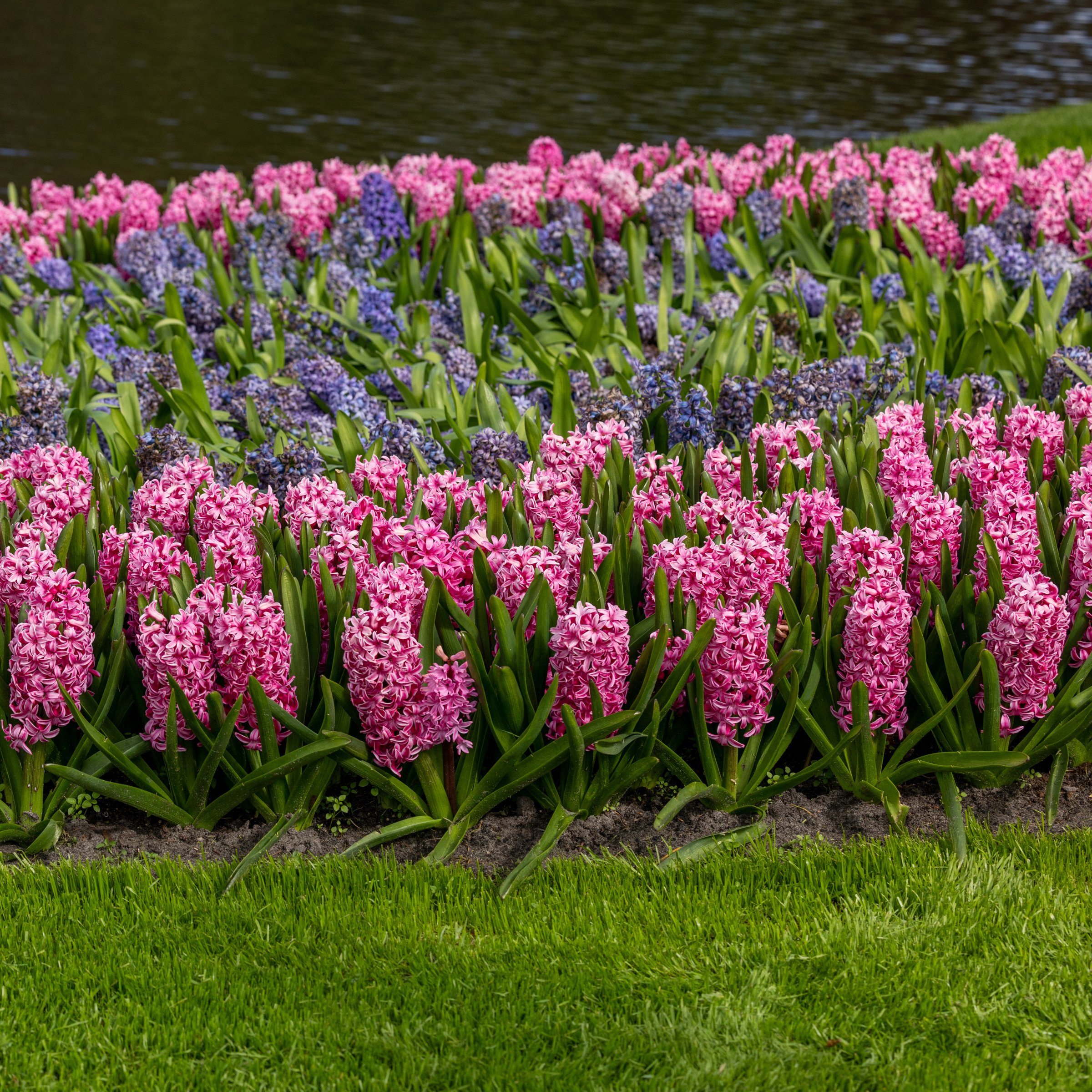 National Plant Network LW3144 Plant-Bulbs - View #9
