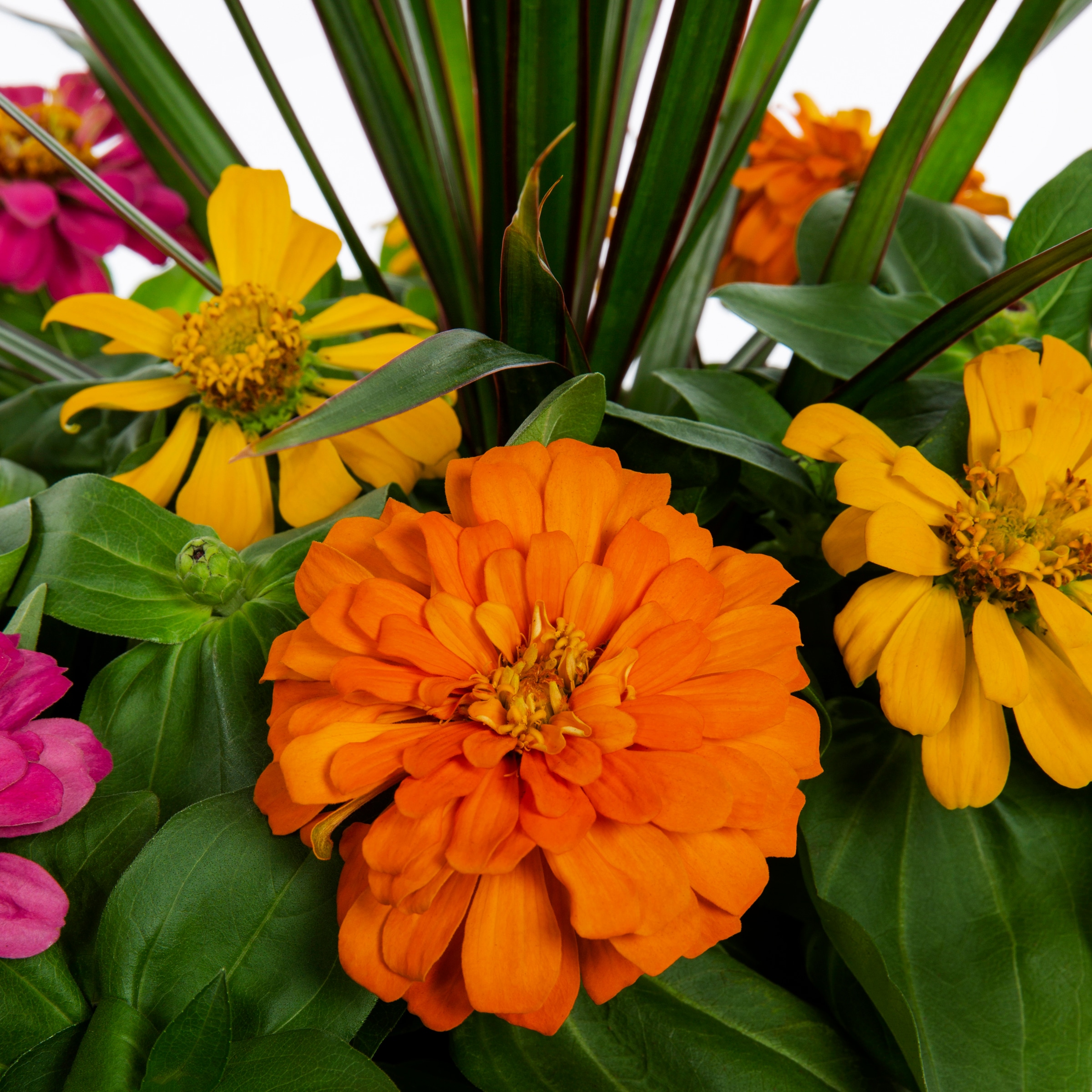 Ready Refill 971488 annuals - View #2