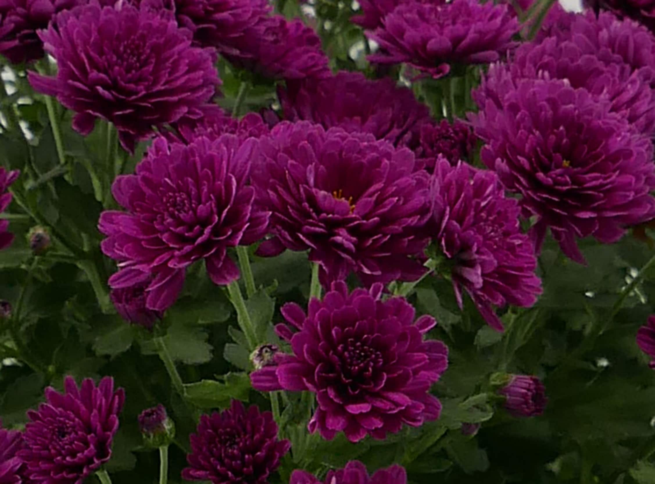  2462 annuals - View #2