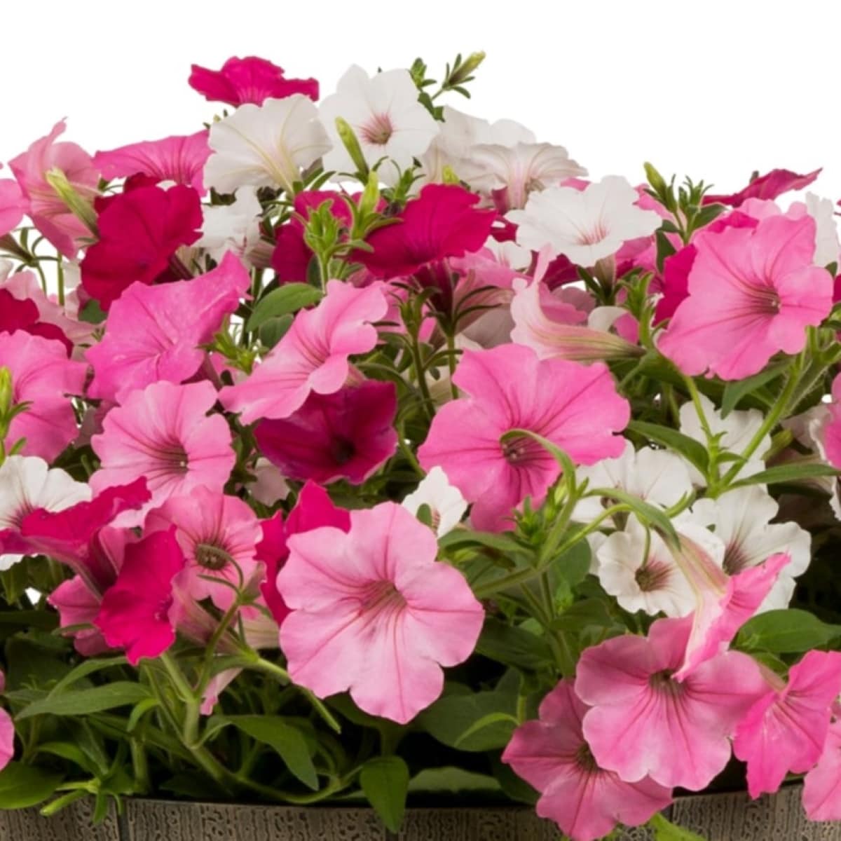 Lowe's NURSERY annuals - View #2