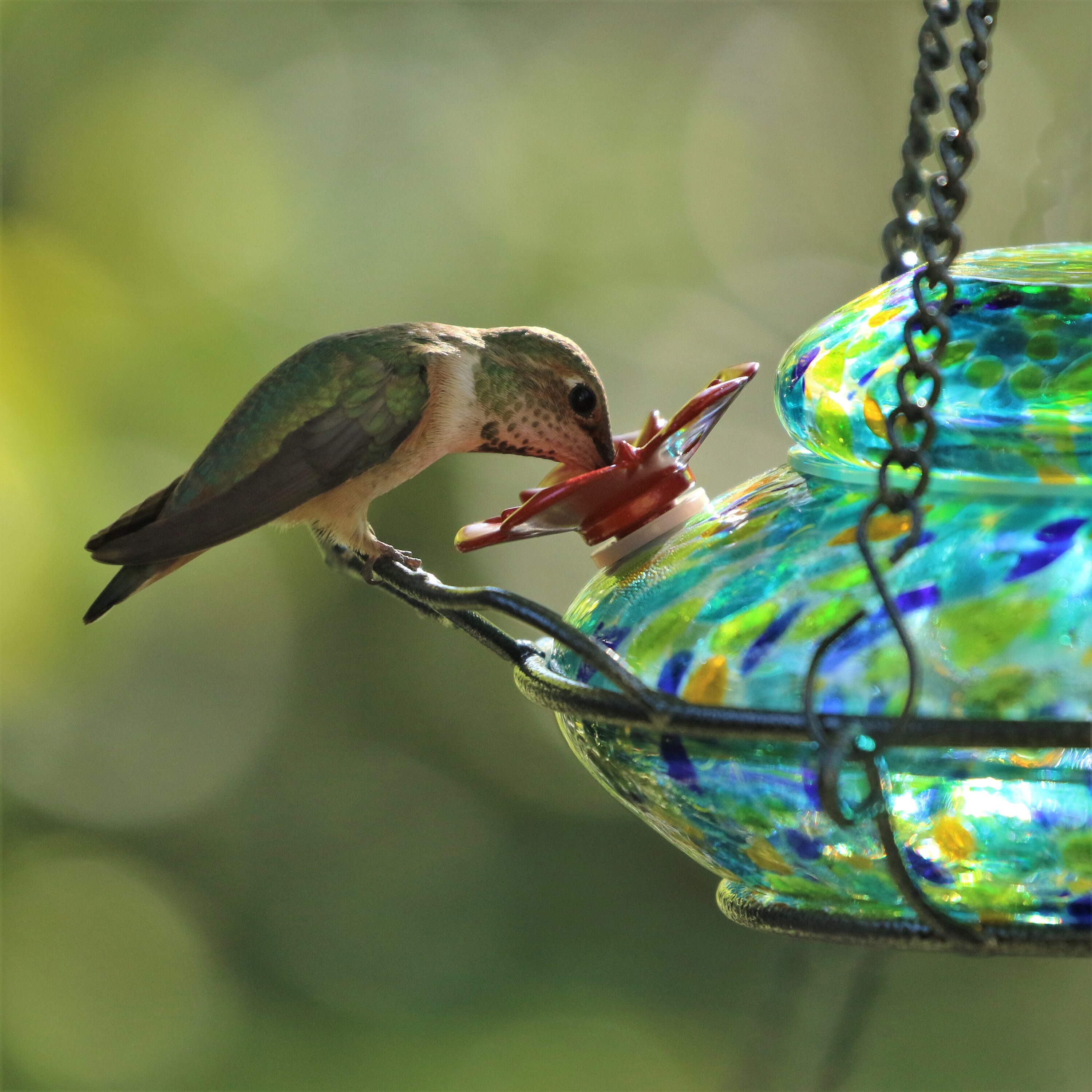 Nature's Way GHF7-CP1 Bird-Feeders - View #4