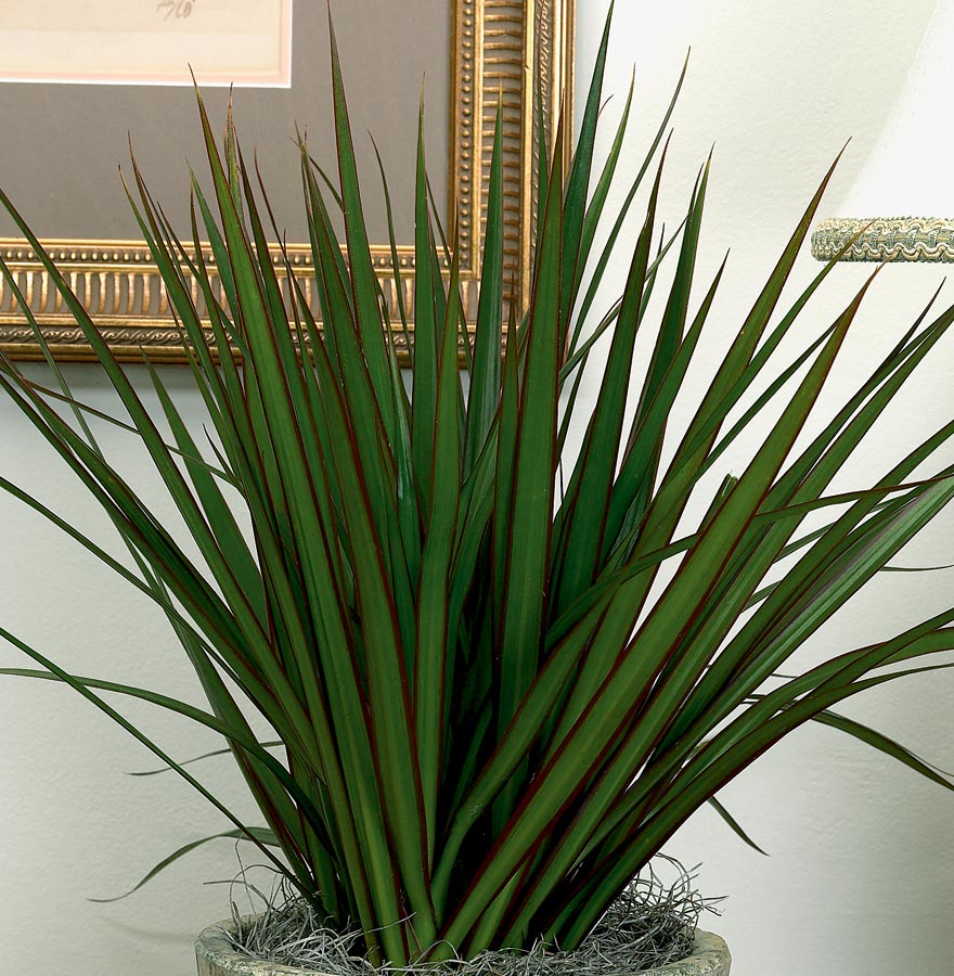 Dracaena Marginata Bush House Plant in 1.25-Quart at