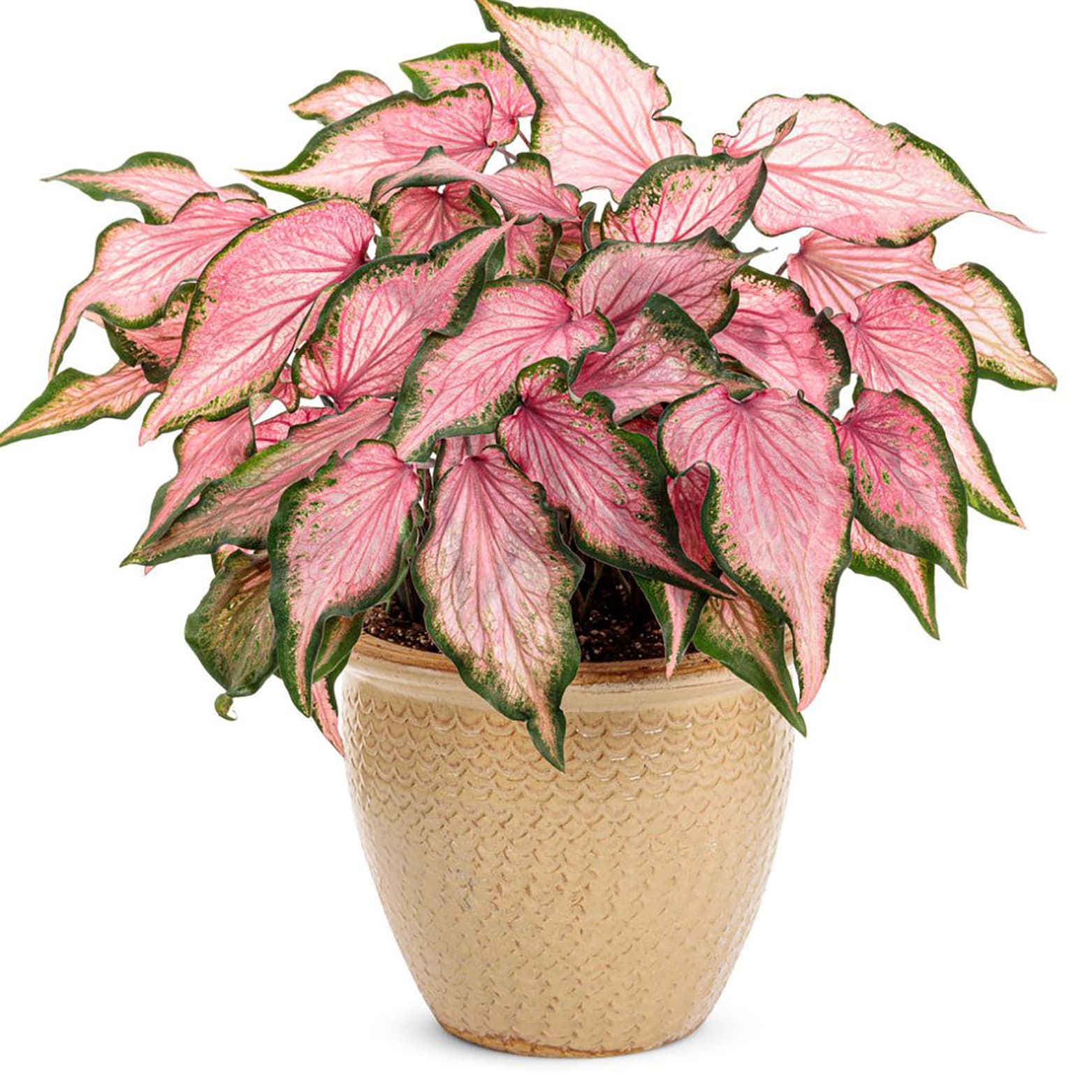 Proven Winners CLDPRW1367800 annuals - View #3
