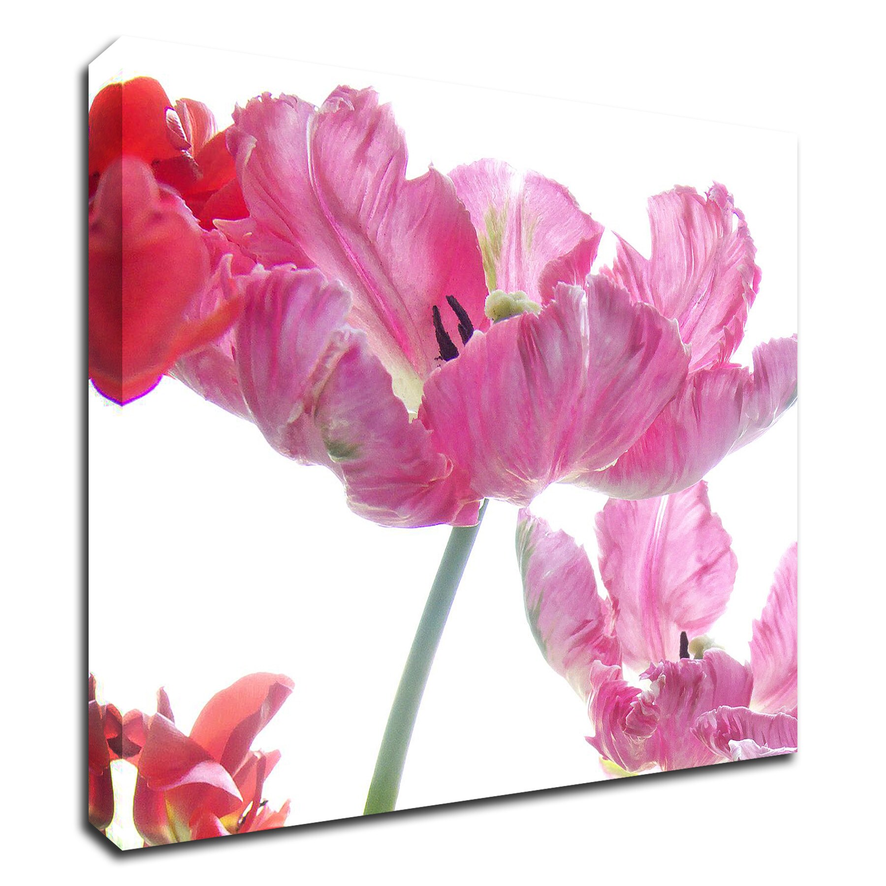 Tangletown Fine Art Parrot Tulips Judy Stalus 14-in H x 14-in W Floral ...