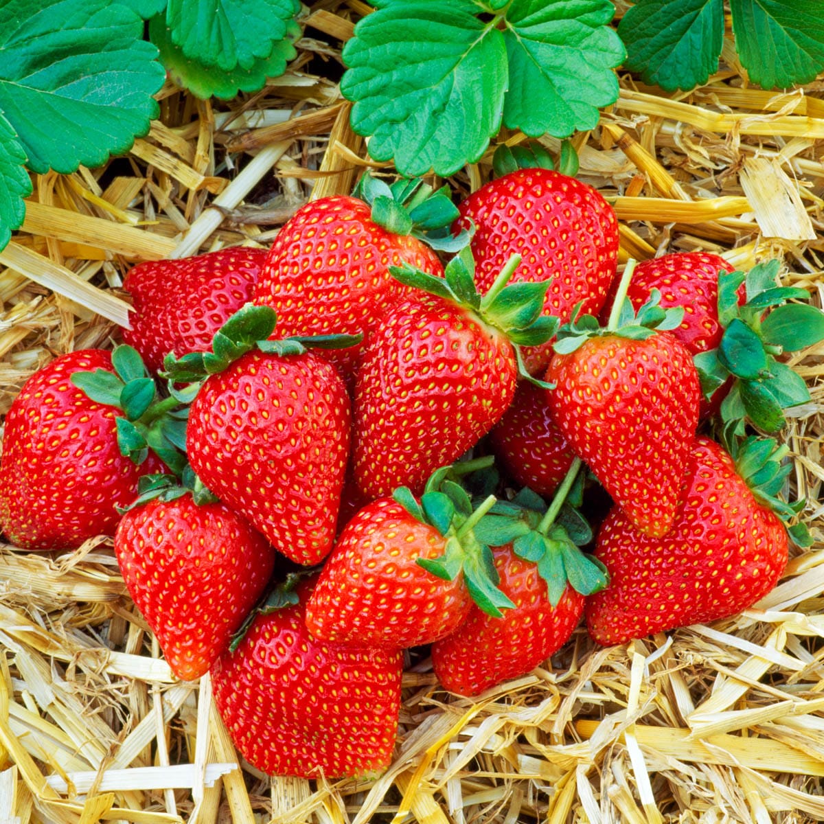 Gurney's Seed and Nursery 07771 1.0 -Pack Strawberry Plant in Bareroot Spring