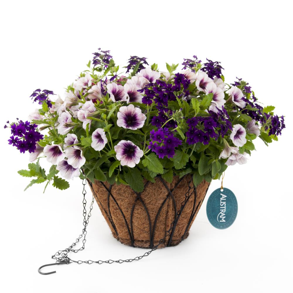 Lotus Kir Royal Black Wrought Iron Hanging Basket Kit at Lowes.com