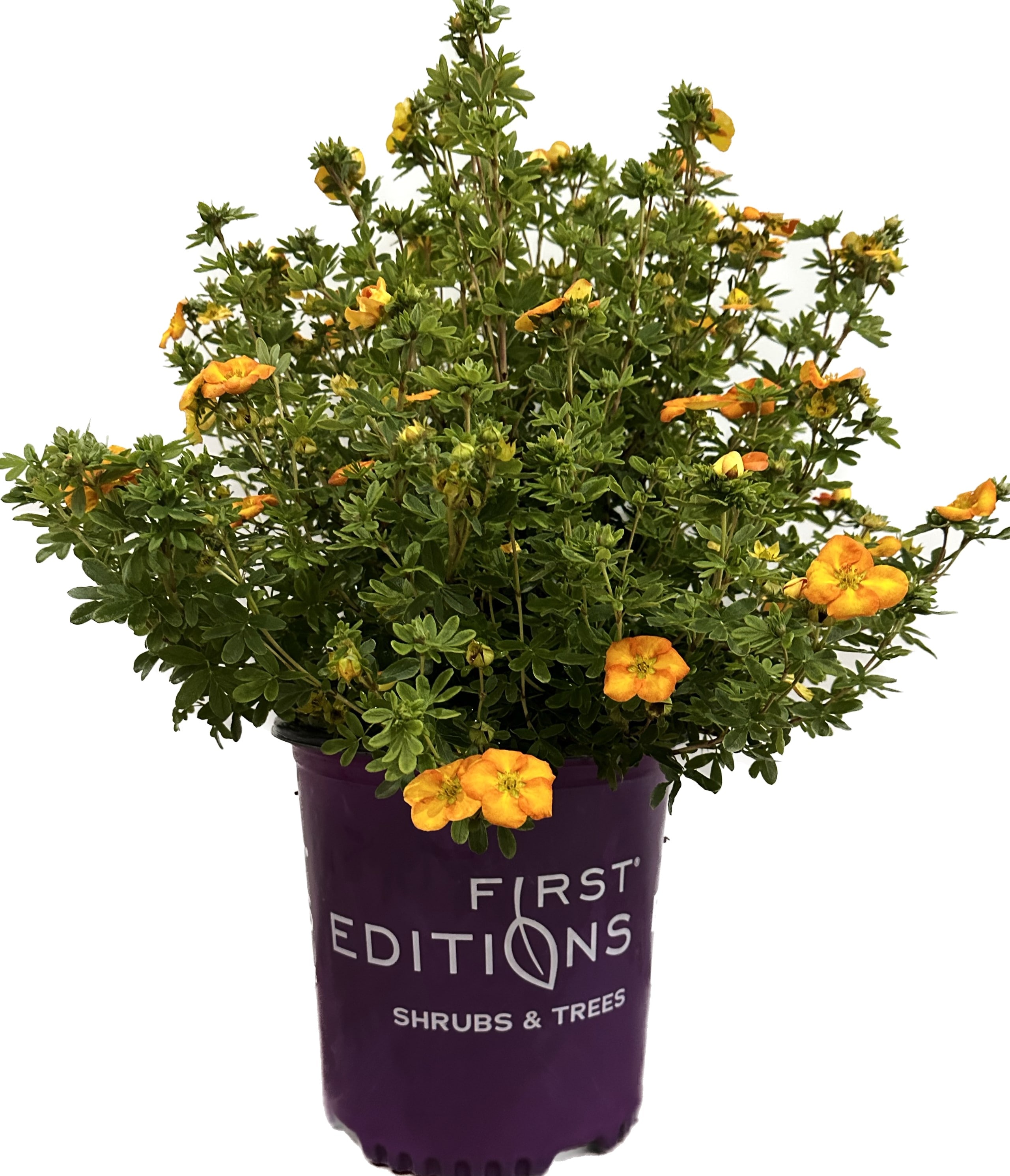 First Editions O61482F Mandarin Tango Potentilla Accent Shrub in 2 -Gallon Pot 1 -Pack with Orange Blooms