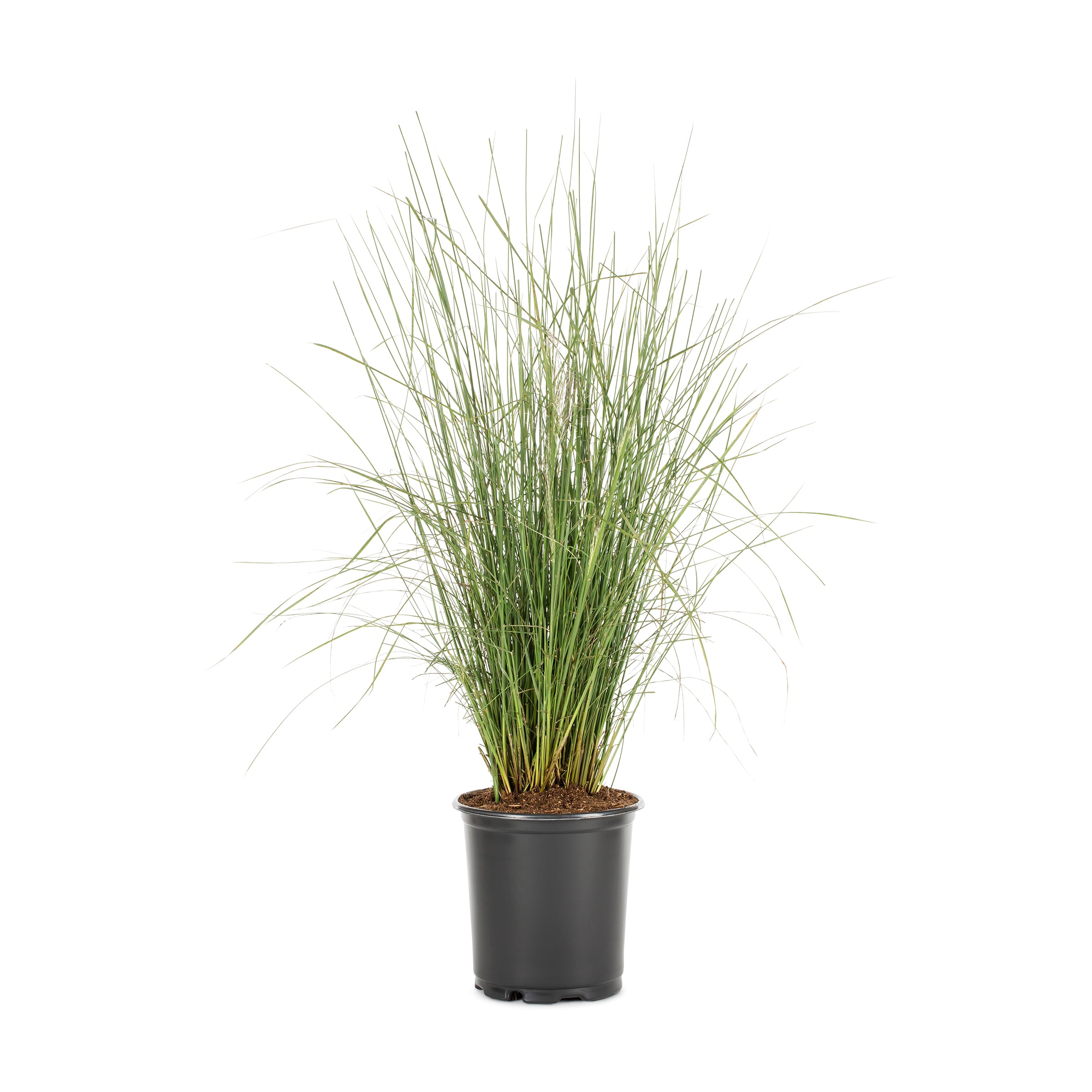 Gardens Alive! Pink Pampas Grass Live Perennial Plant - Fast Growing  Upright Ornamental Grass - Full Sun - 3-in Pot (1-Pack)