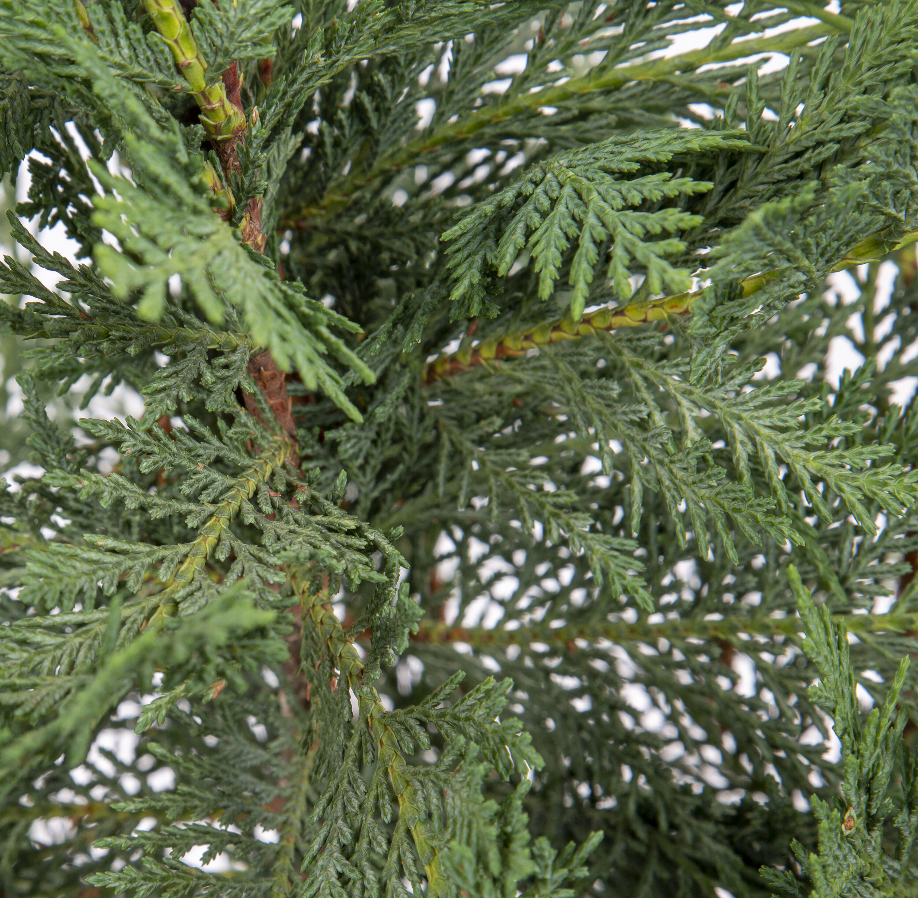 Lowe's NURSERY trees - View #2