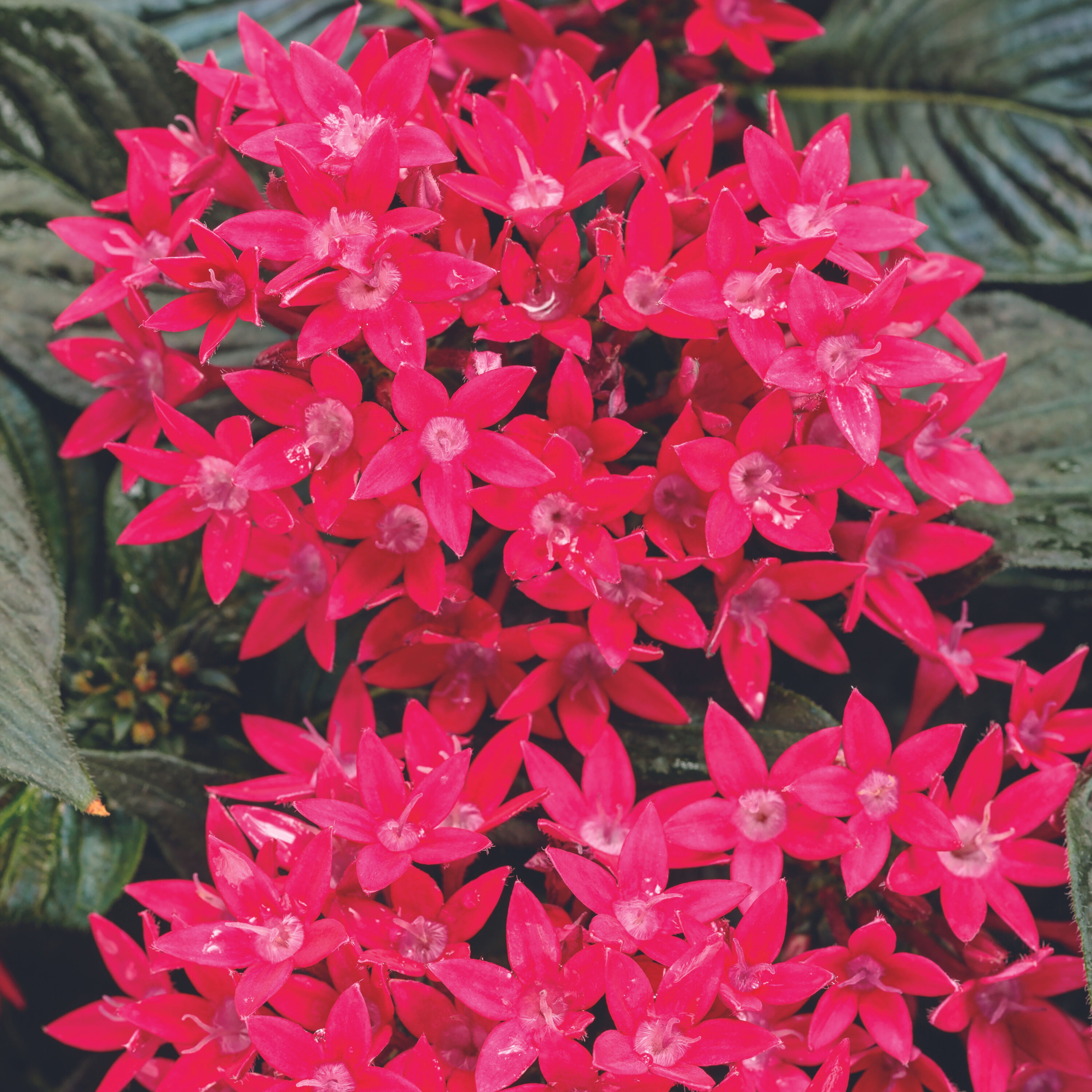 Proven Winners PENPRW2027504 annuals - View #4