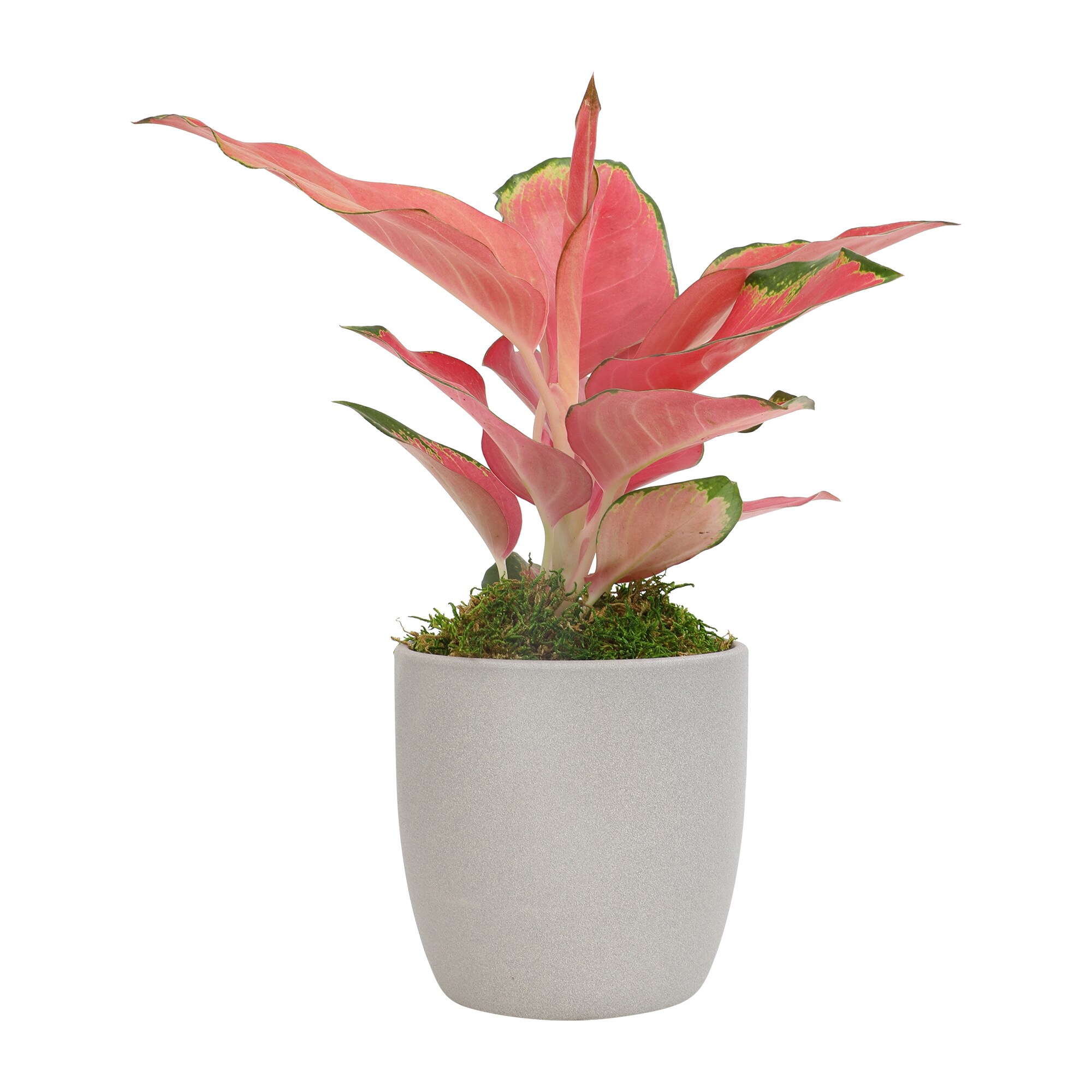 Altman Plants 0873079 hseplants - View #7