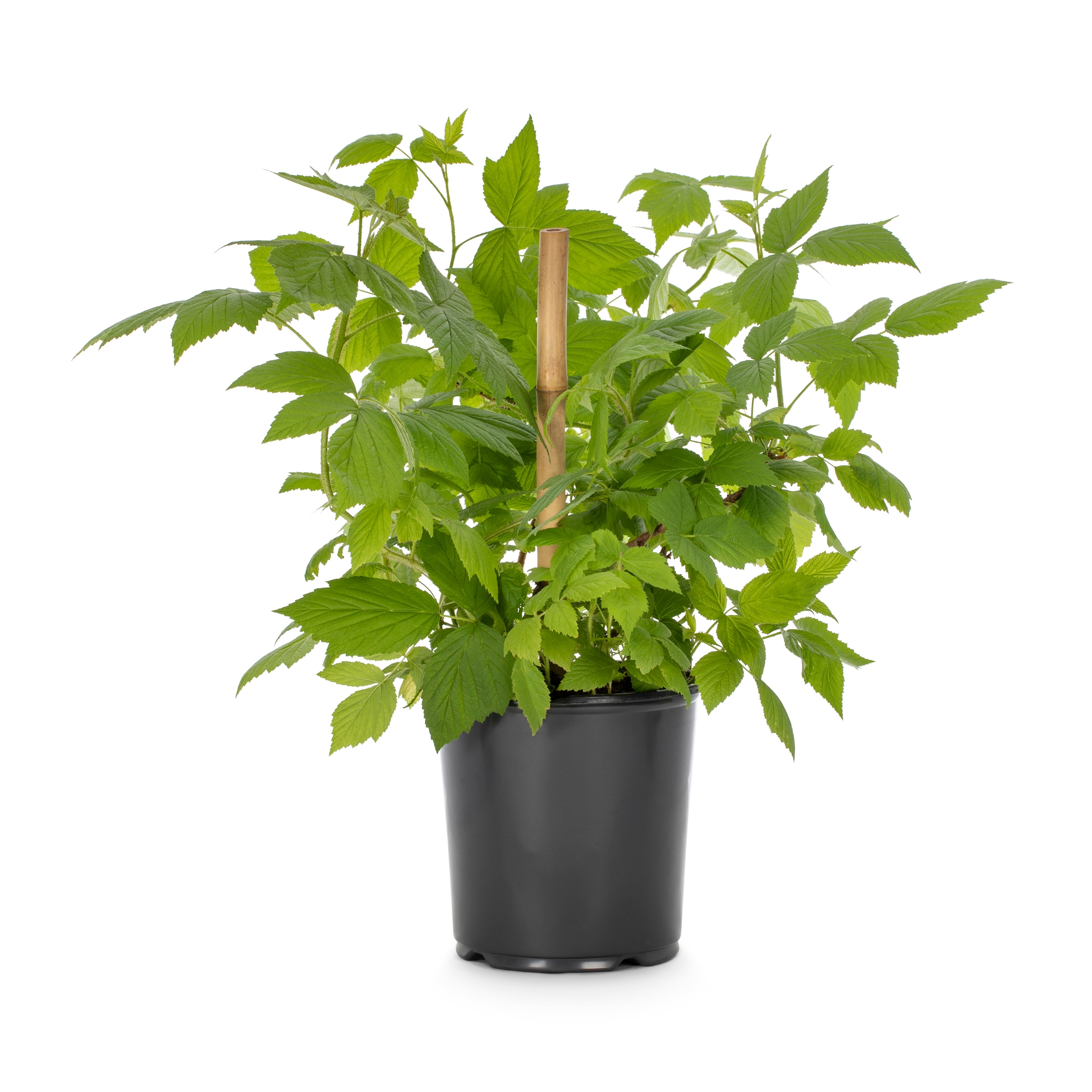 Lowe's NURSERY Raspberry Plant