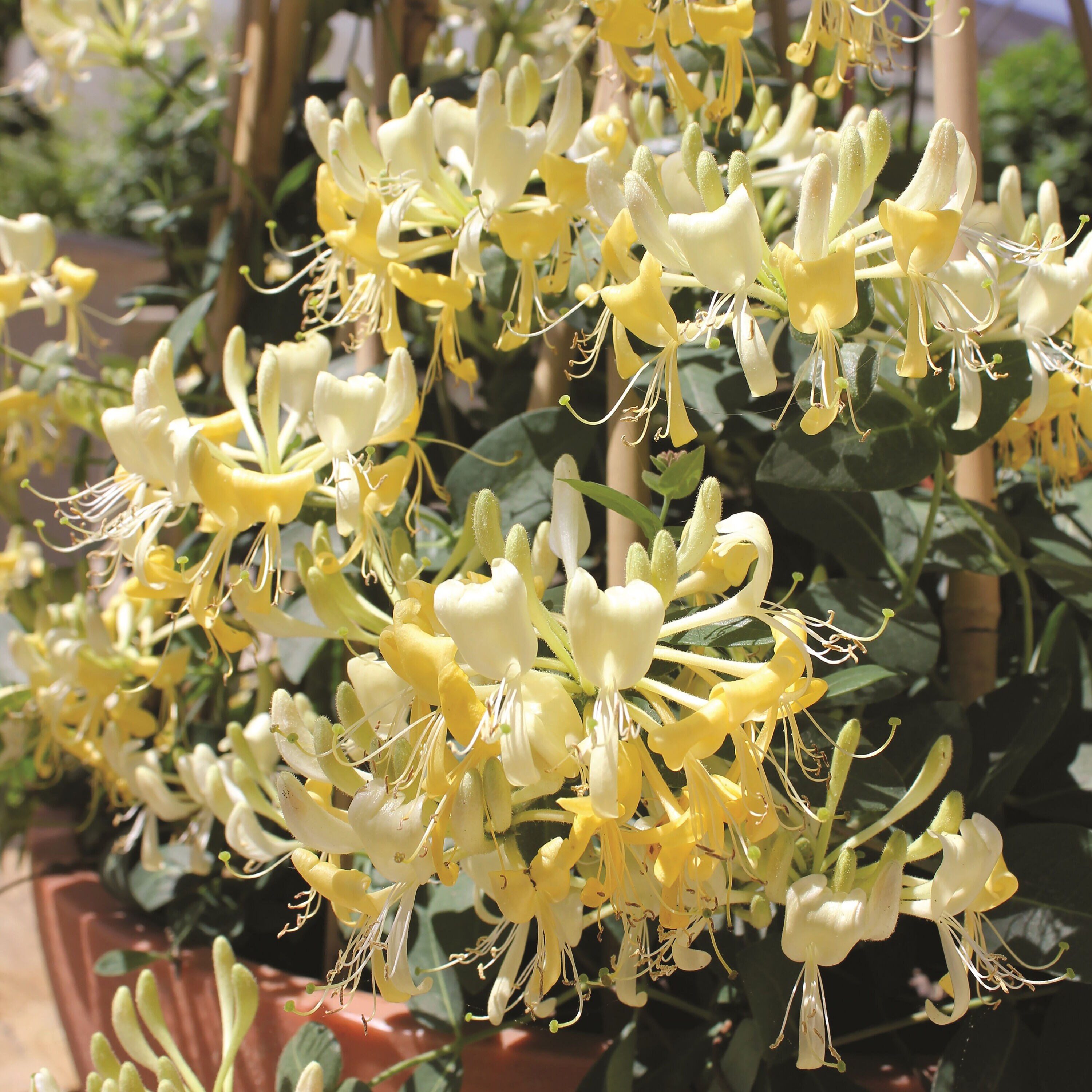 Proven Winners Yellow 'scentsation' Honeysuckle (lonicera) Flowering Shrub in 1-Quart Pot