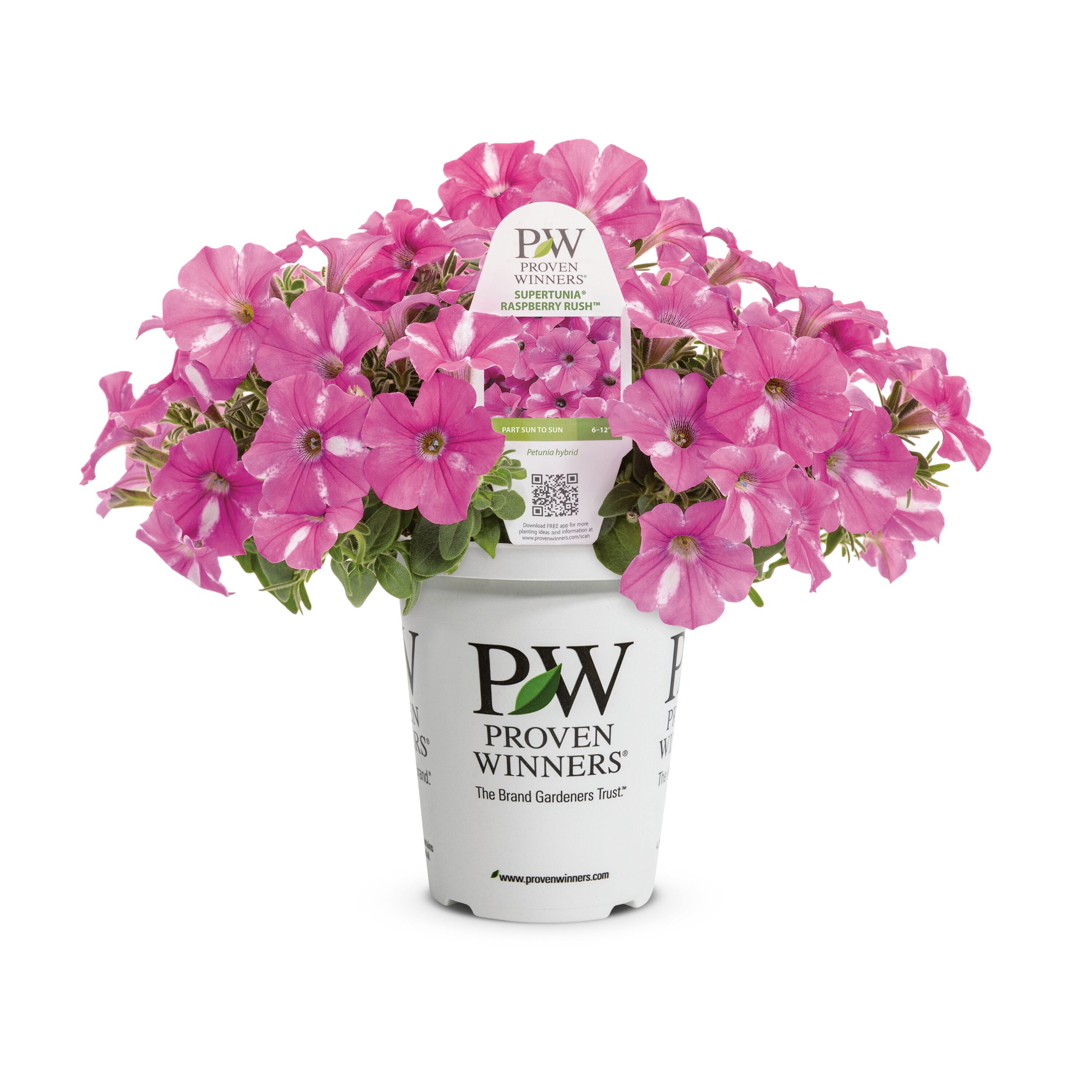 Proven Winners 5199157 Pink Petunia in 1.5 Pint Pot 1 -Pack