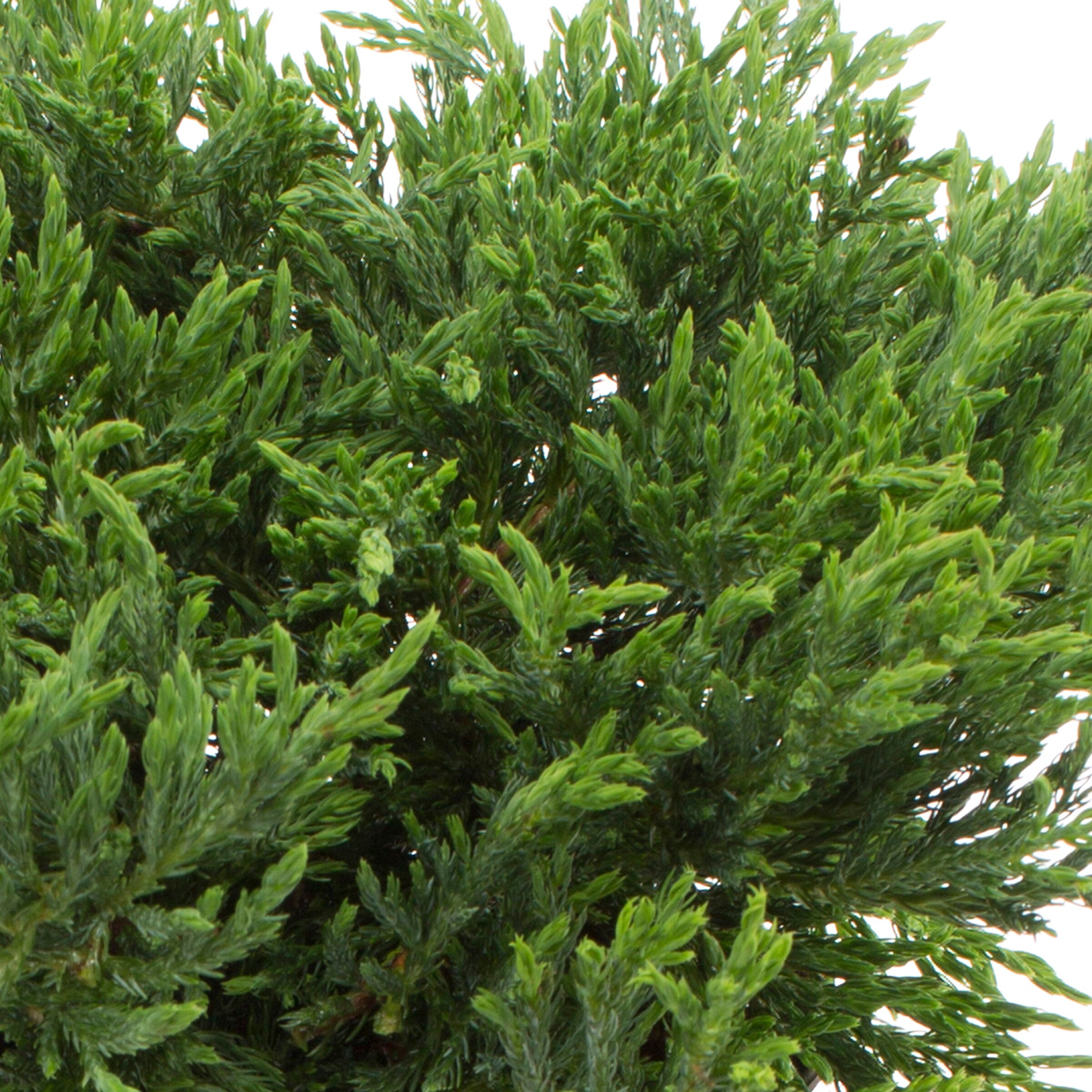 Lowe's 5475498 annuals - View #3