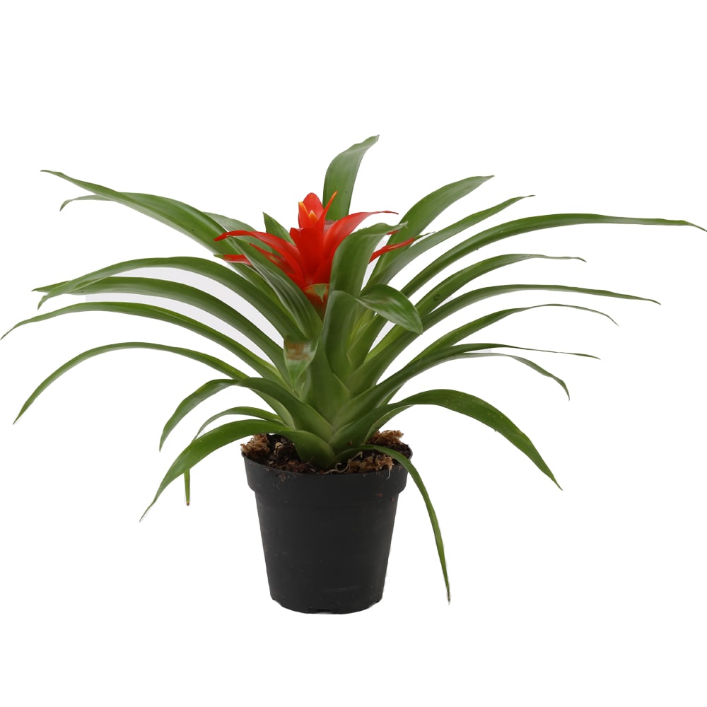 Costa Farms S-BRO-G-POT-01-LW Bromeliad Grower's Choice Flowering House Plant in 4-in Pot