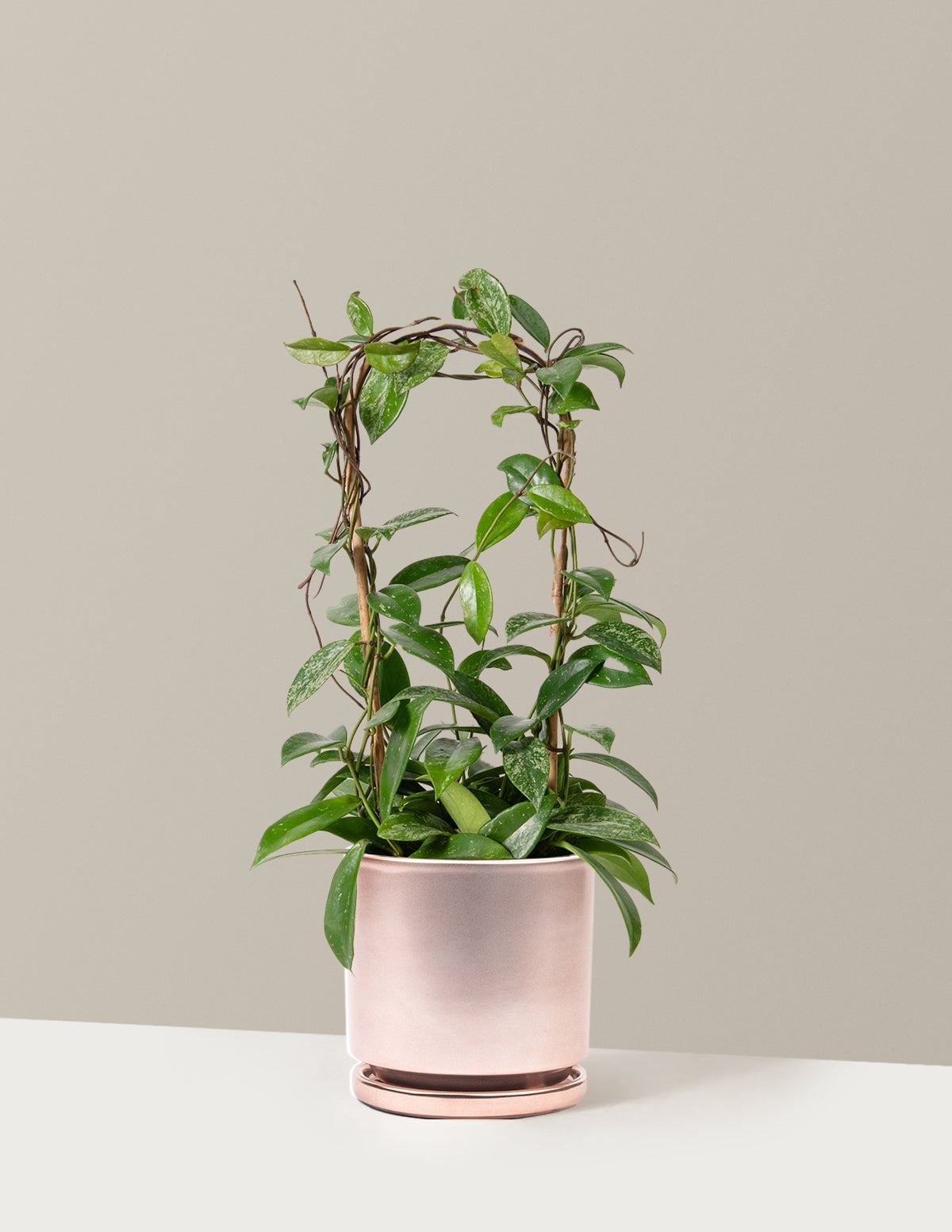 The Sill - Red Hoya Pubicalyx Hoop - Rose Gold Isabella Porcelain House plant in 6 Inch(es) Plant...