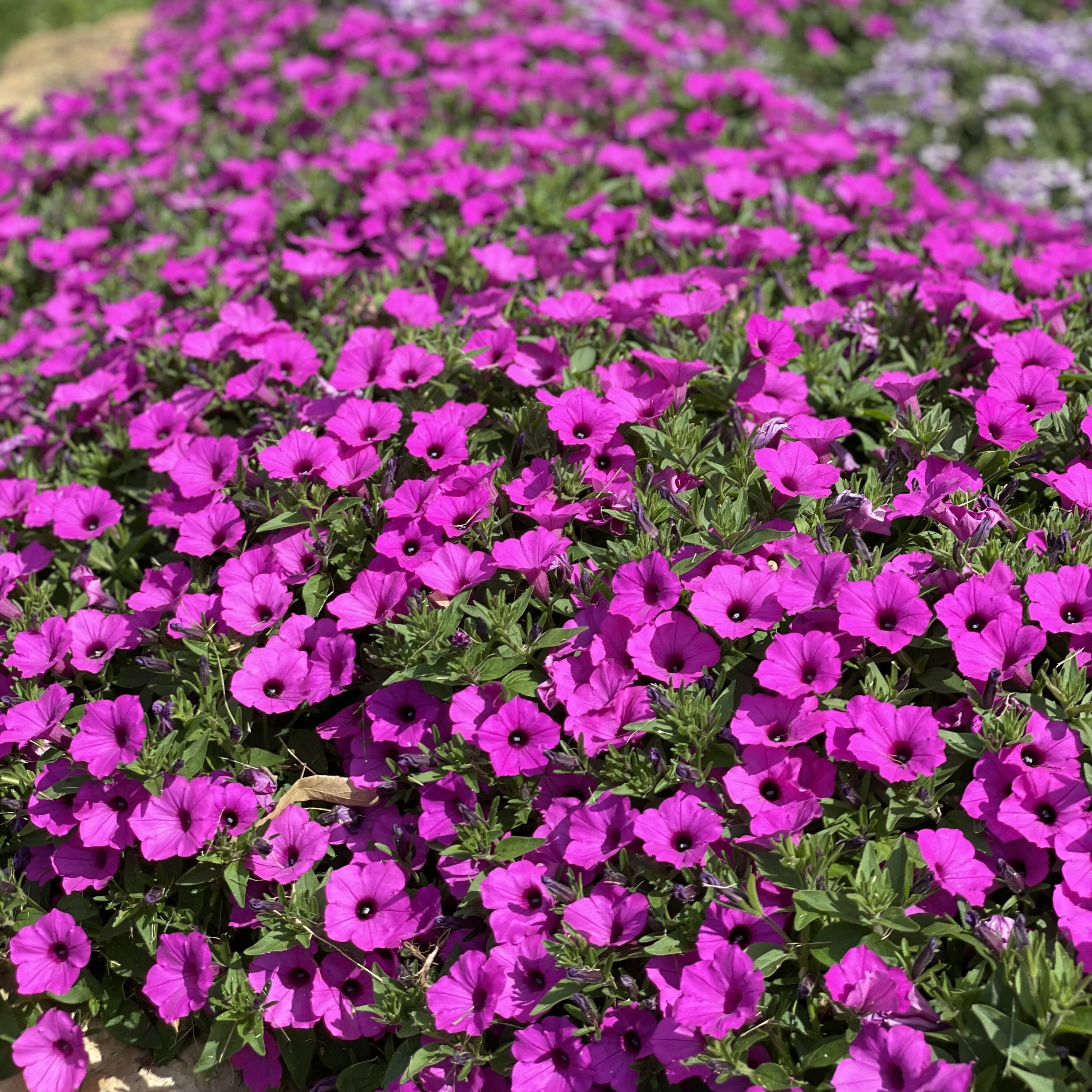 Proven Winners Purple Supertunia Vista Jazzberry (Petunia) in 4.25-in ...