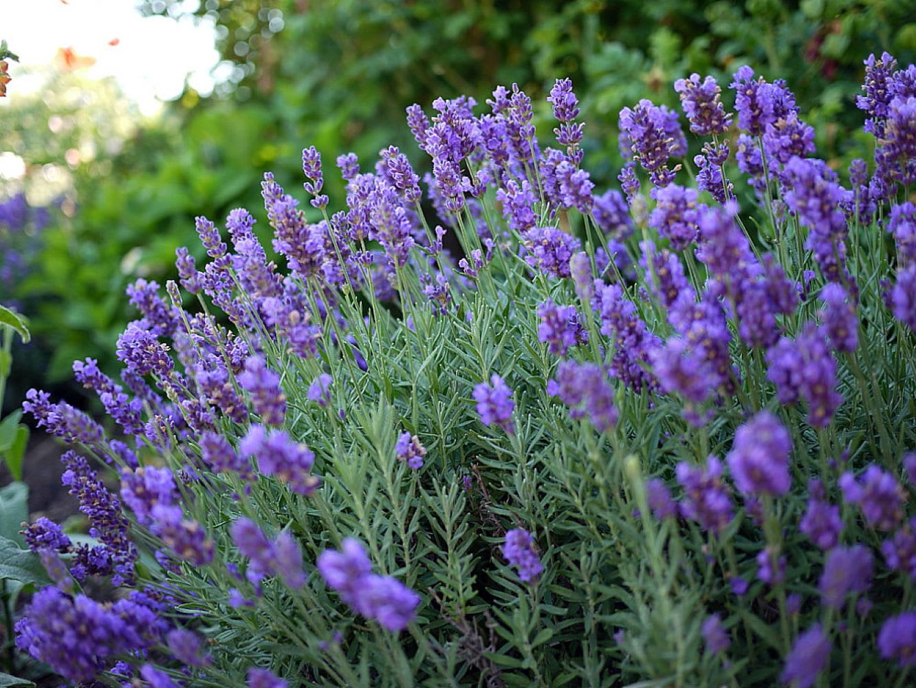 Hirt's Gardens - Phenomenal Blue Lavender Herb - Gallon Pot - Live Plant