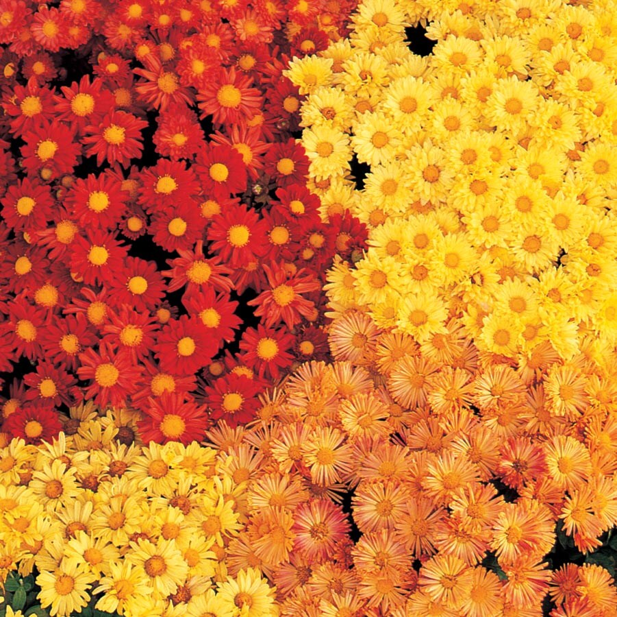 Lowe's NURSERY Multicolor Mum in 3-Gallons Pot