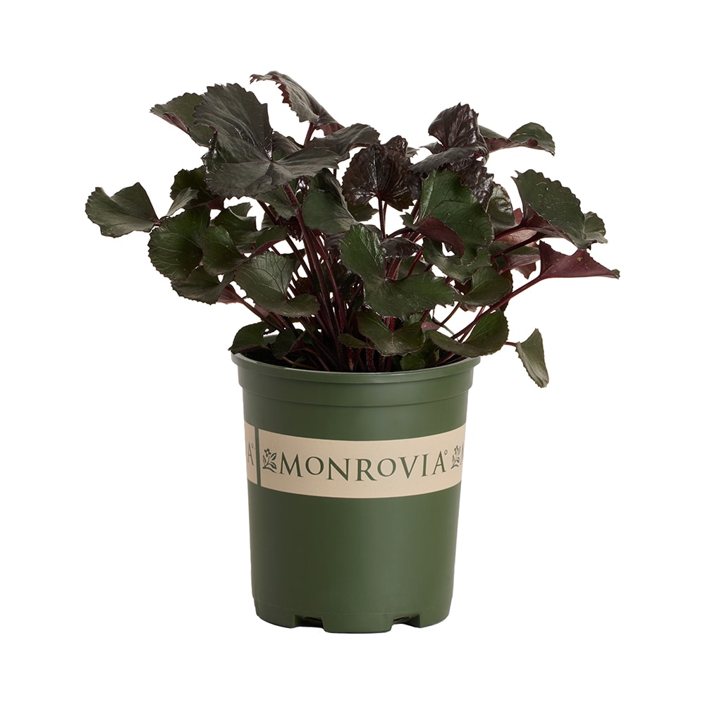 Monrovia - 2.6 -Quart Yellow Ligularia Pandora 1 -Pack - Low Maintenance