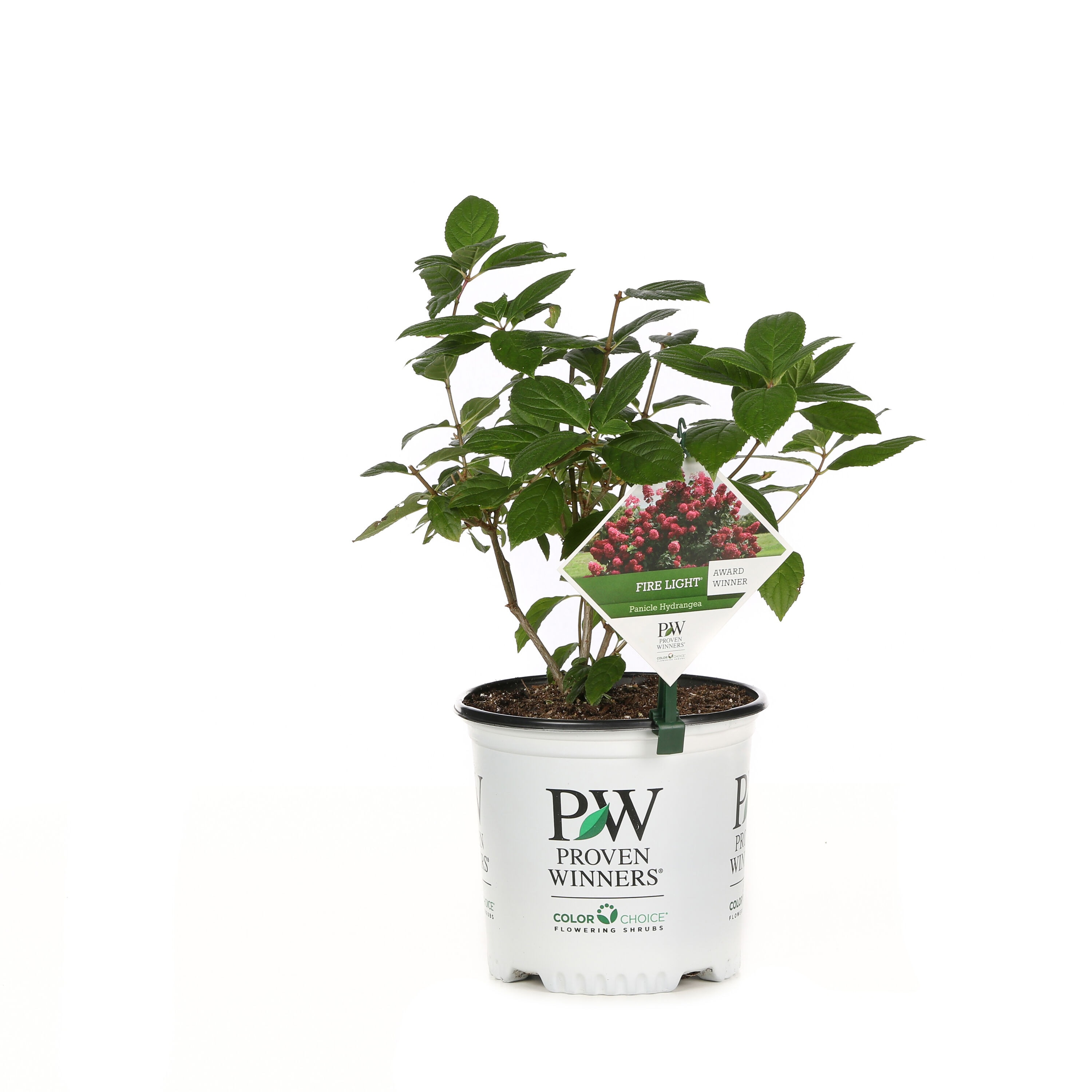 Proven Winners Multicolor Fire Light Panicle Hydrangea (Paniculata