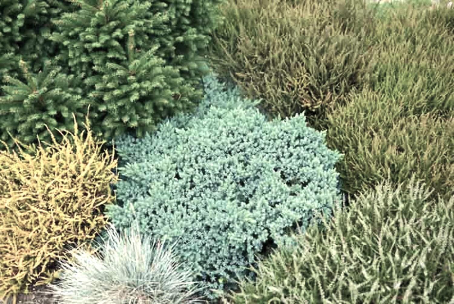  O498002 shrubs - View #3