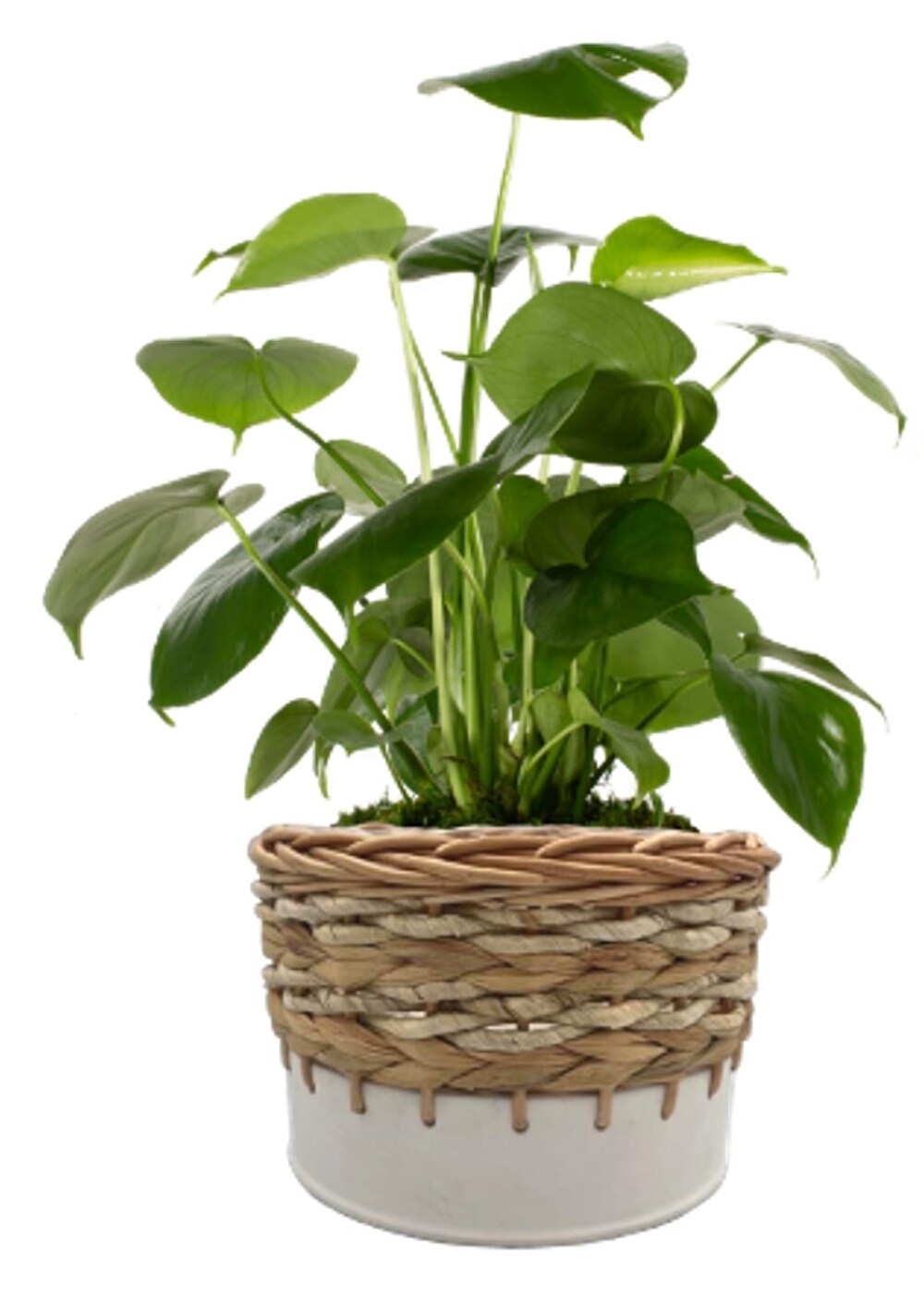LiveTrends ASB07694 CABANA House plant in 36 Ounce(s) Pot 1 -Pack