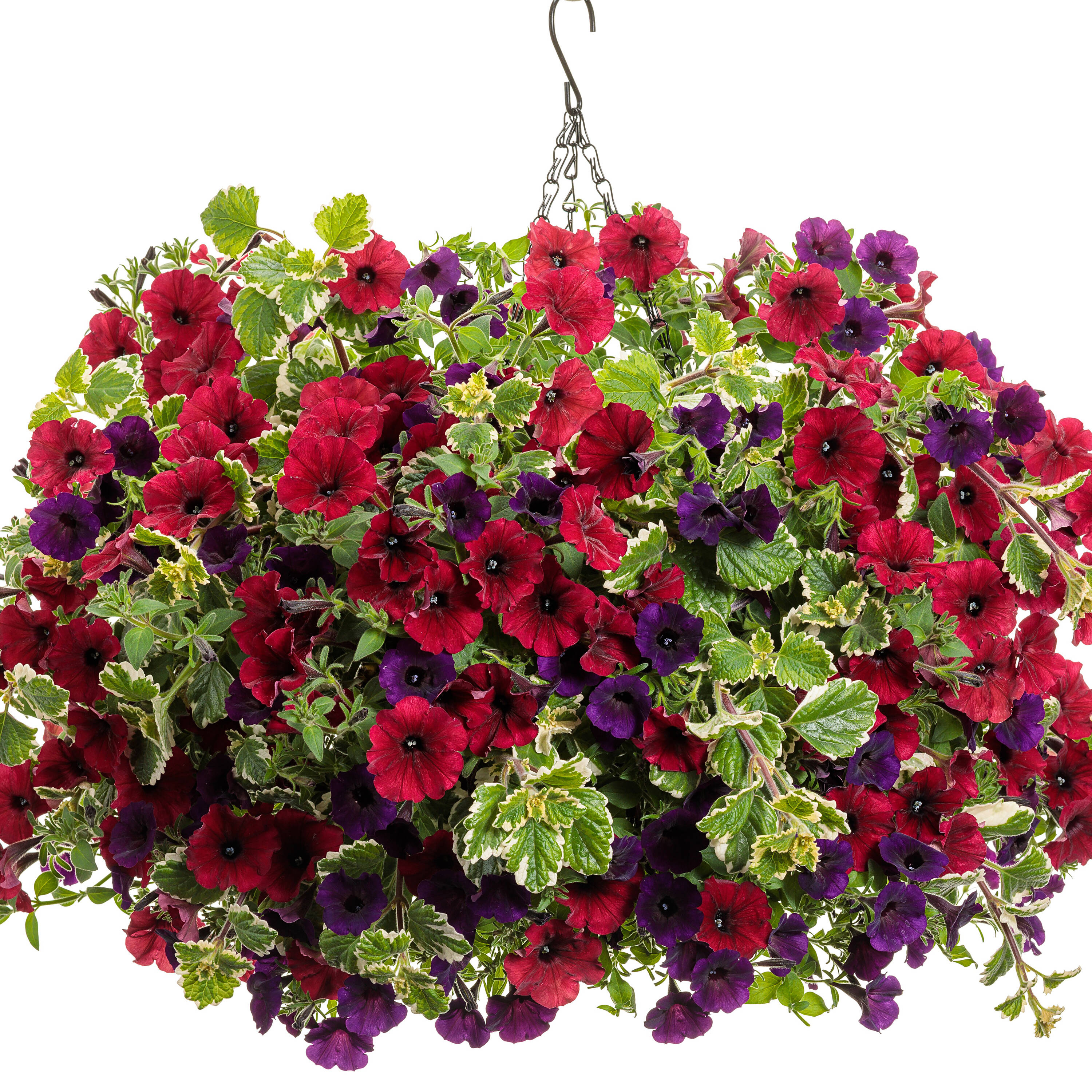 Proven Winners Red Supertunia Black Cherry (Petunia) in 4.25-in Pot 4 ...