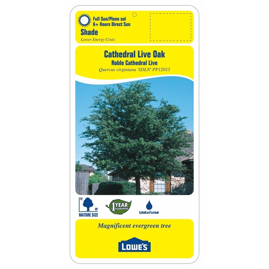 Lowe's QUEVRS0295 trees - View #2