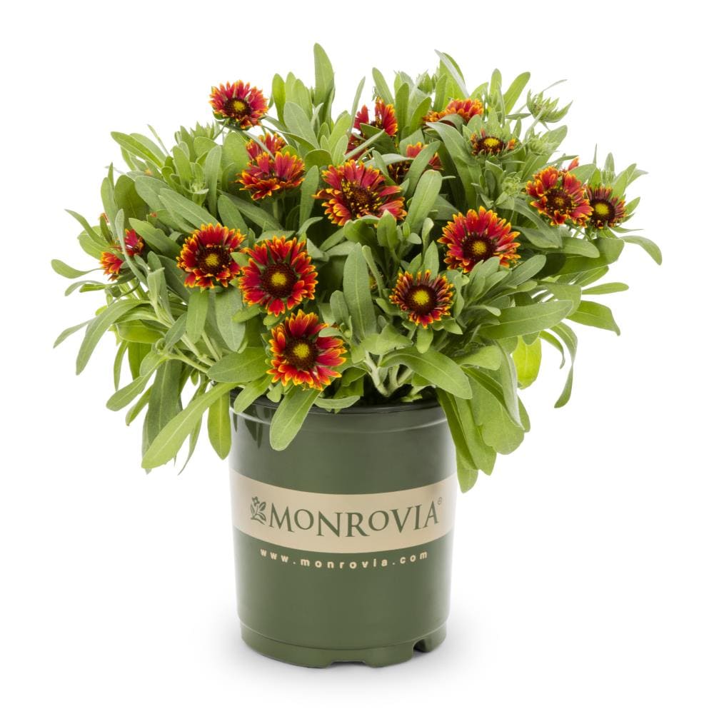 Monrovia Multicolor Flower In 1 Gallon