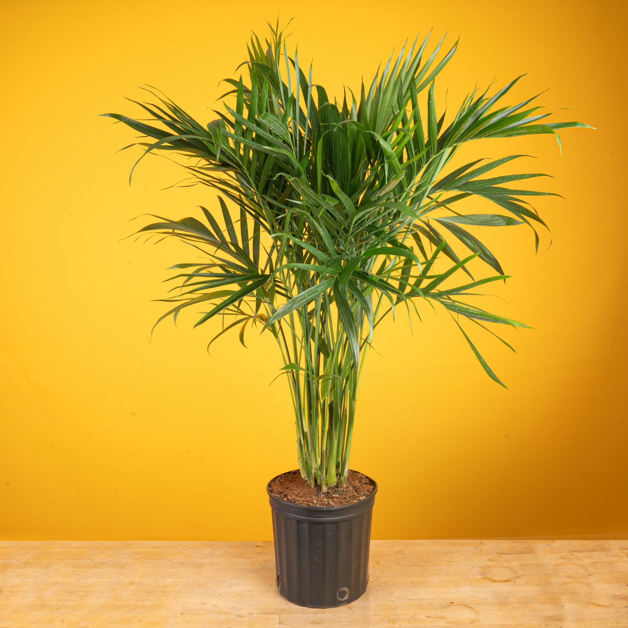 Costa Farms L-CAT-G-POT-01-LW hseplants - View #4