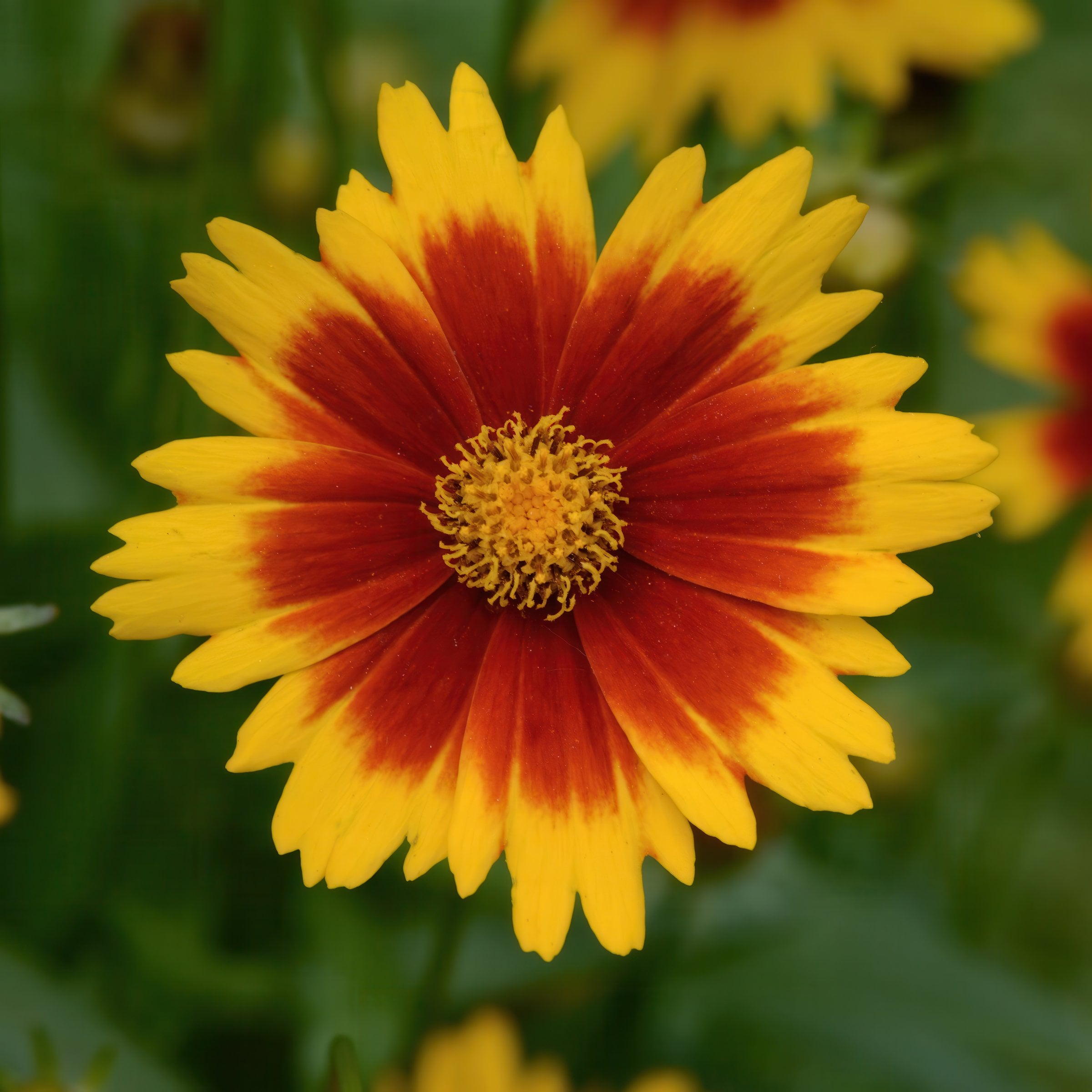 National Plant Network LW2196 Multicolor Coreopsis UpTick Gold and Bronze Plant in 3.25 -in Pot 3 -Pack