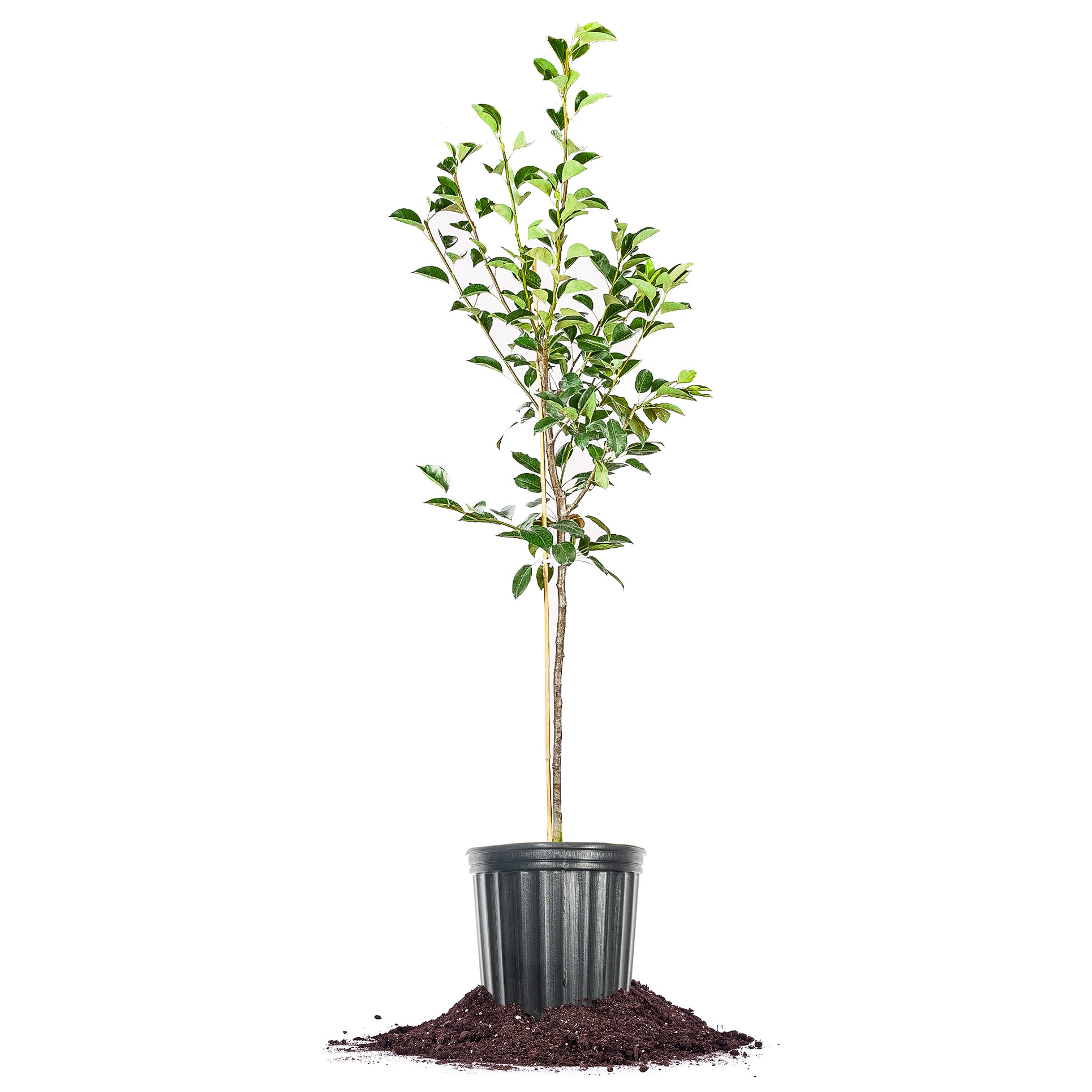 Perfect Plants LOKIEFFERPEAR3G 3 -Gallon White Fruit Kieffer Pear In pot (with soil)