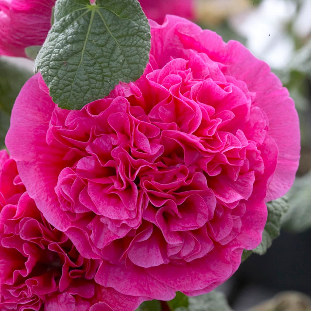 Van Zyverden 11341 Pink Hollyhocks Double Pink Bulbs 5.0 Count
