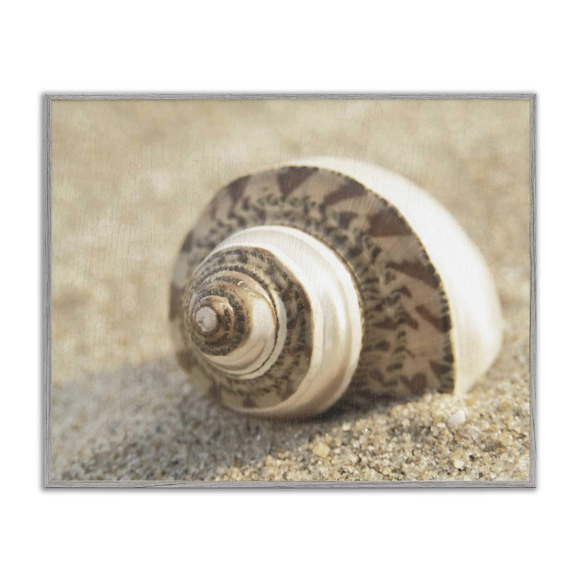 Stupell Industries BS-151-GFF-16X20 Neutral Tone Seashell Framed Giclee design by Dora Rotondella