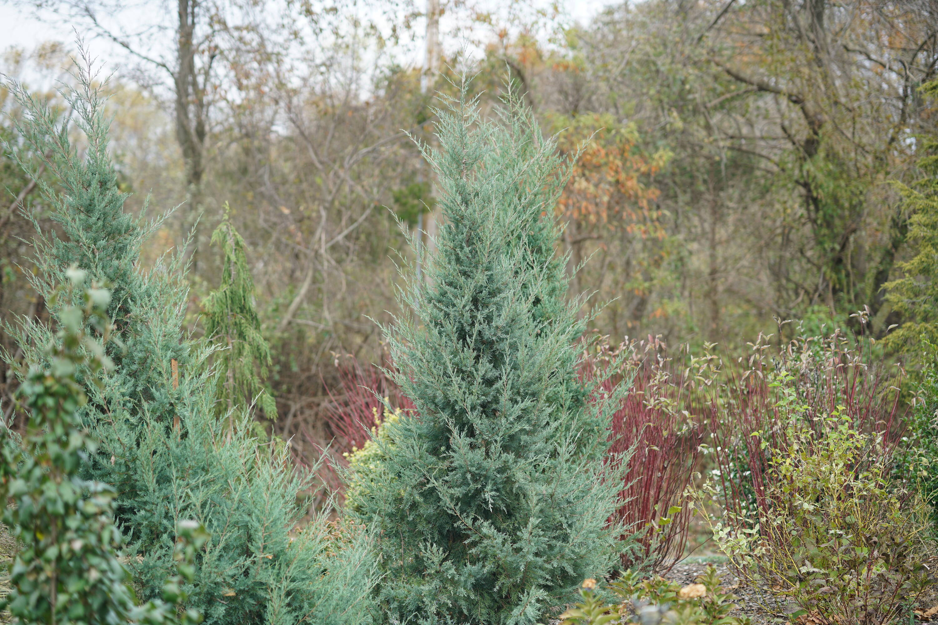 Proven Winners JUNPRC1026101 shrubs - View #2