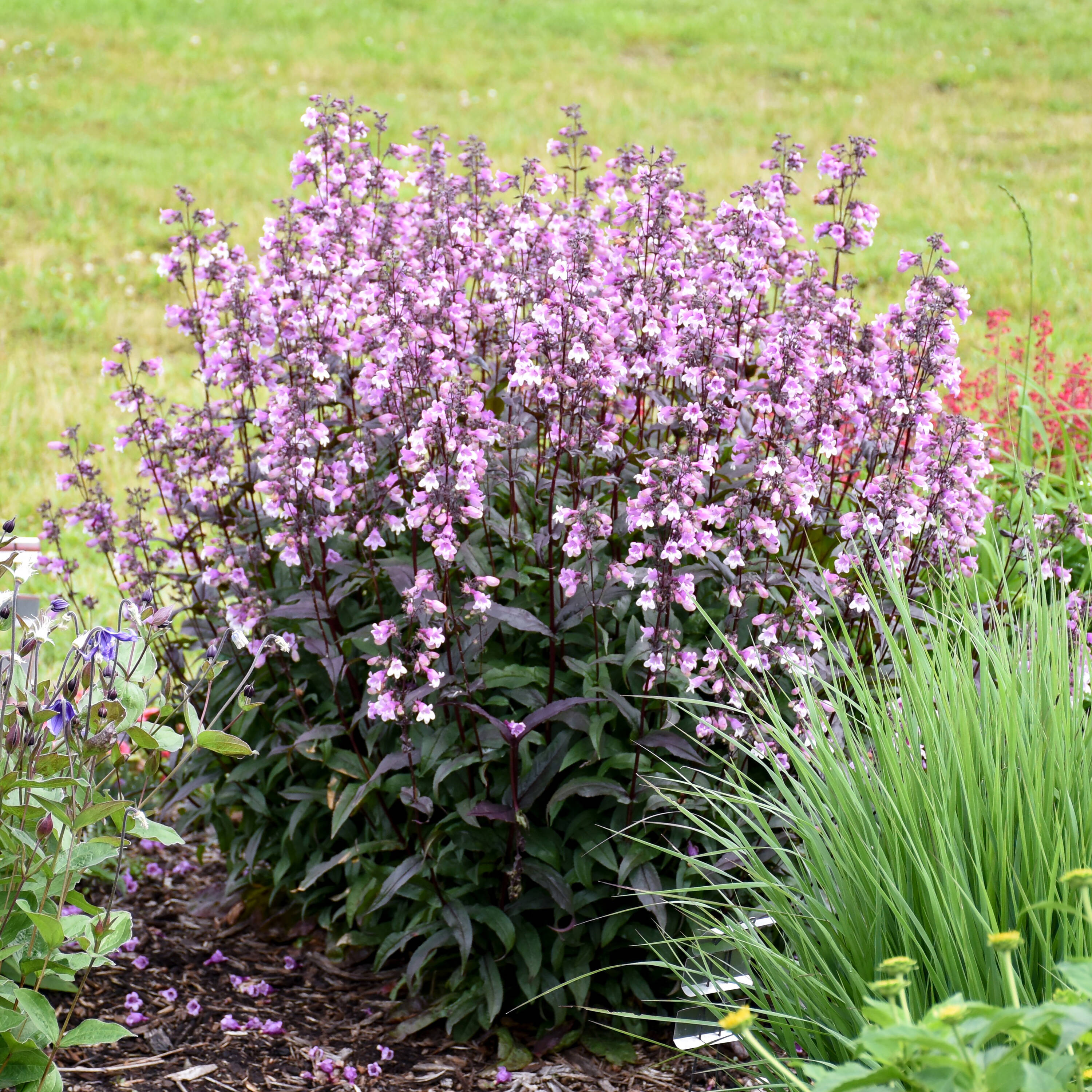 Proven Winners PNSPWP2006102 Purple 'Midnight Masquerade' Beardtongue (Penstemon) Plant in 1 -Gallon Pot 1.0 -Pack