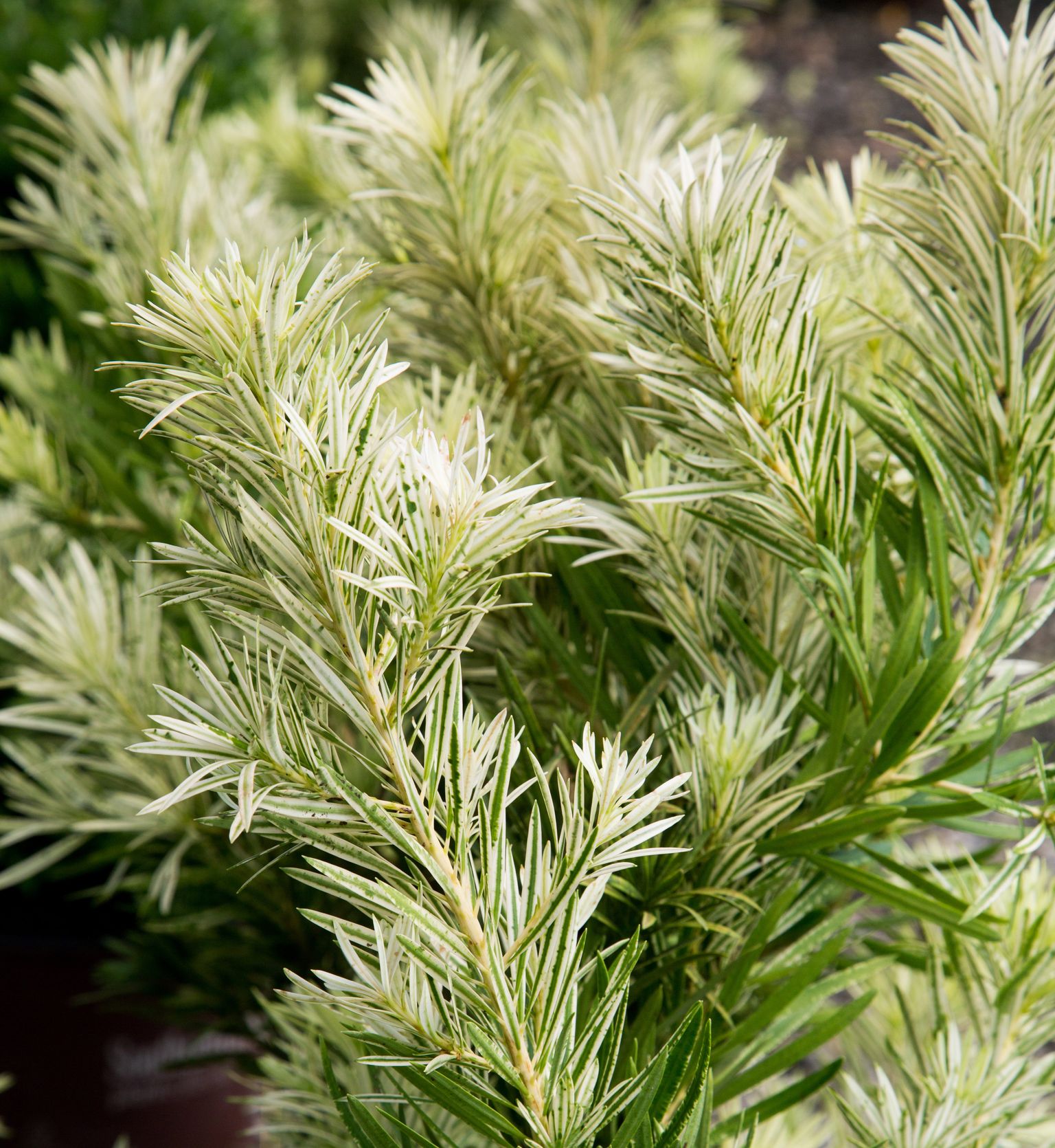 Southern Living Plant Collection 48422-1 shrubs - View #7
