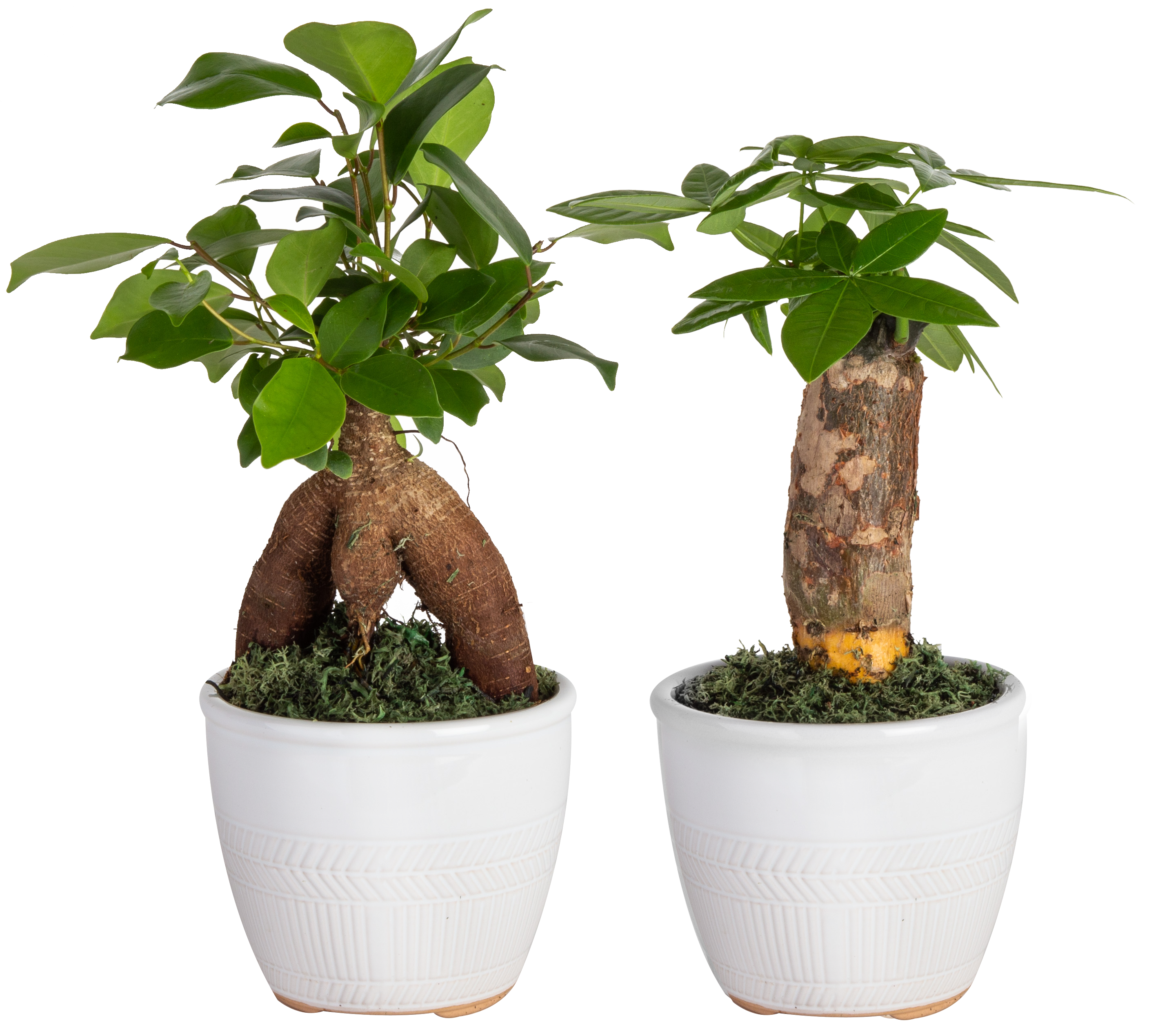 Costa Farms department House 5-in Plants 2-Pack Ficus Pachira Bonsai the in Stump Ginseng Plant and Planter House in at