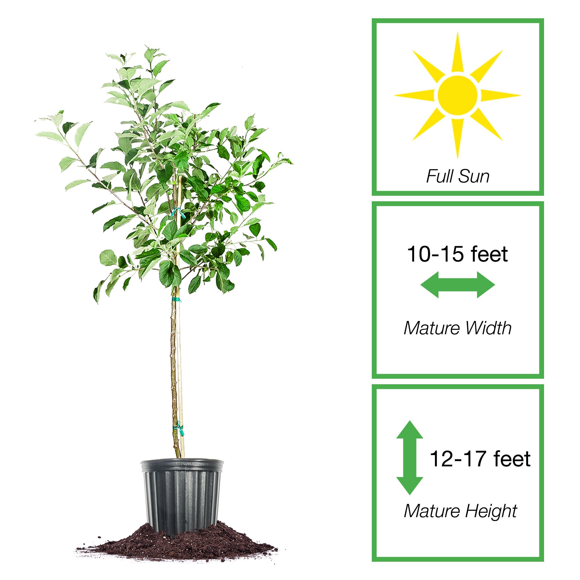Perfect Plants LOGALA5G trees - View #2