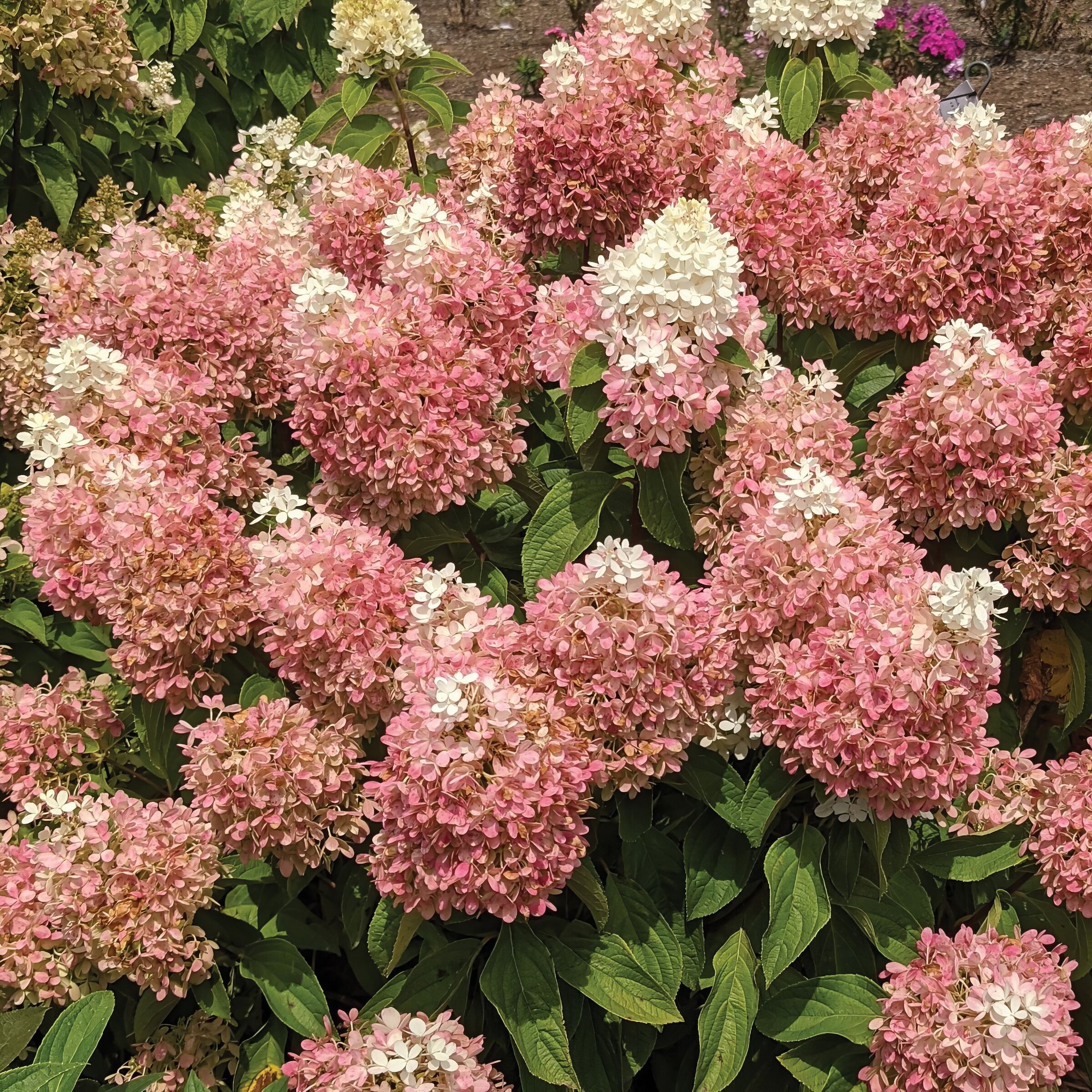 National Plant Network Pink Hydrangea Flowering Shrub in 3 Pack(s) Pot ...