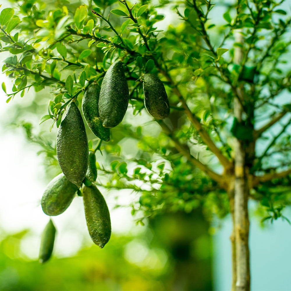 Brighter Blooms Australian Finger Lime Tree (2-3 ft.) in the Fruit ...