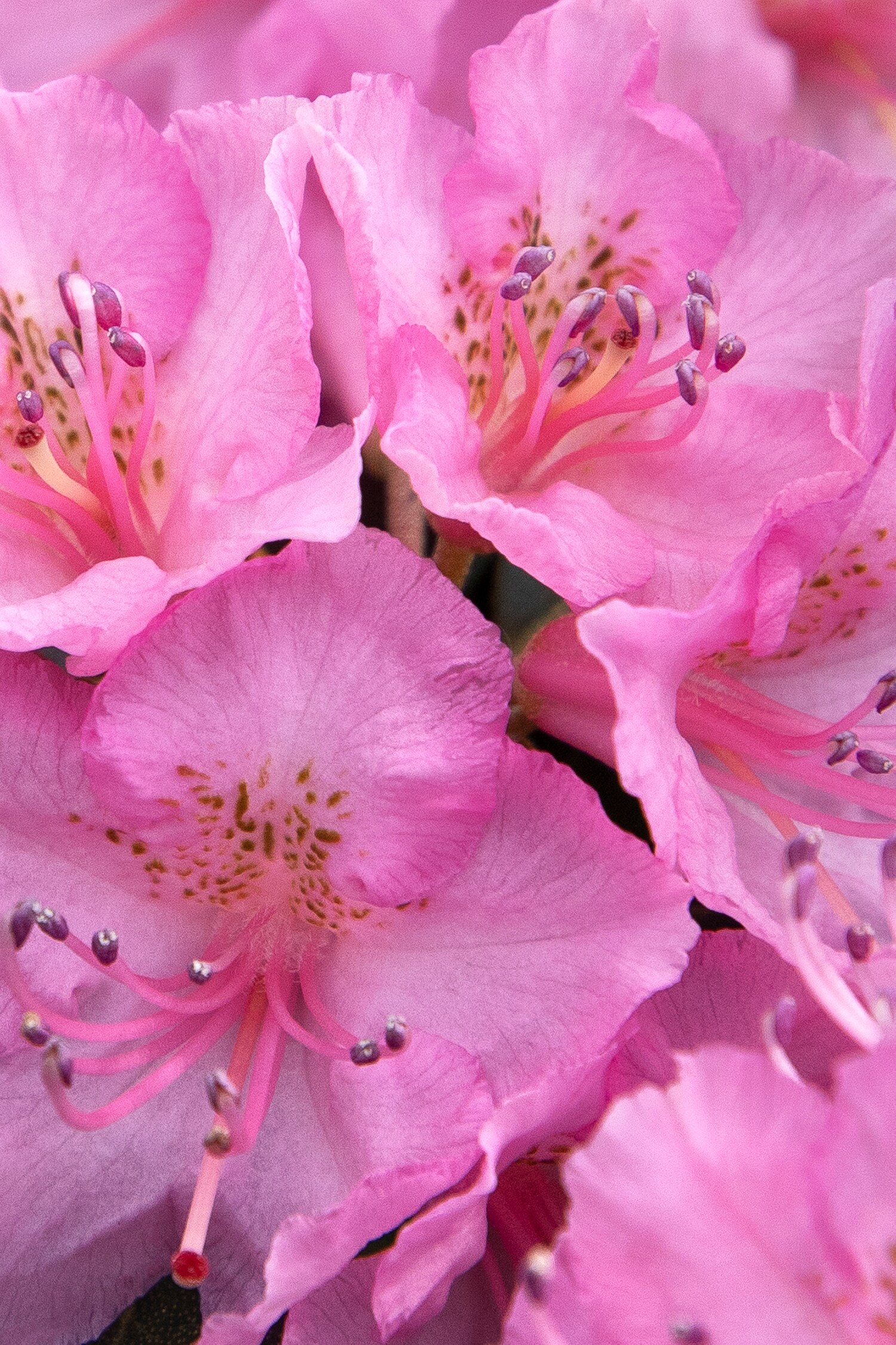 Monrovia Pink Bubblegum Rhododendron Flowering Shrub in 1.73-Gallon Pot ...