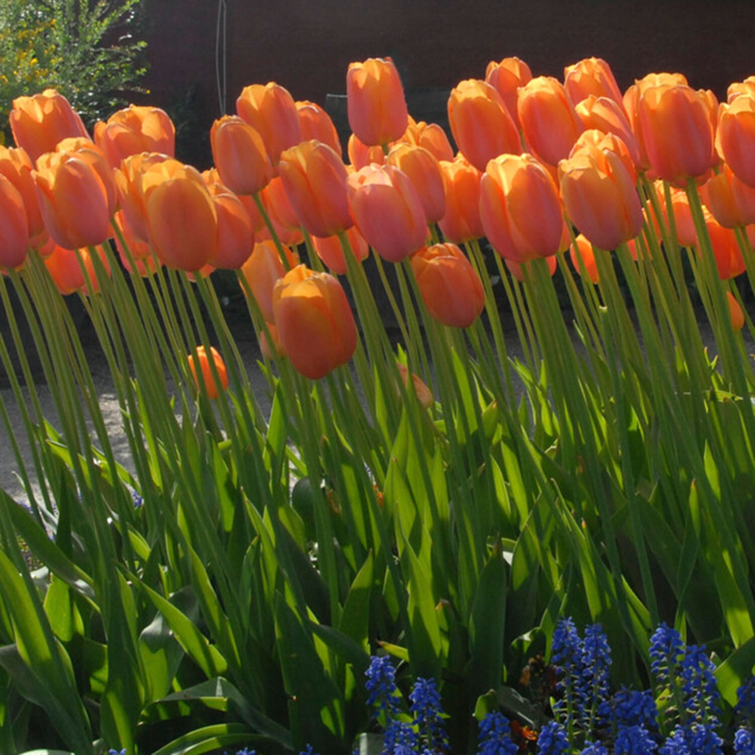 Garden State Bulb ECF-95-100-04 Plant-Bulbs - View #6