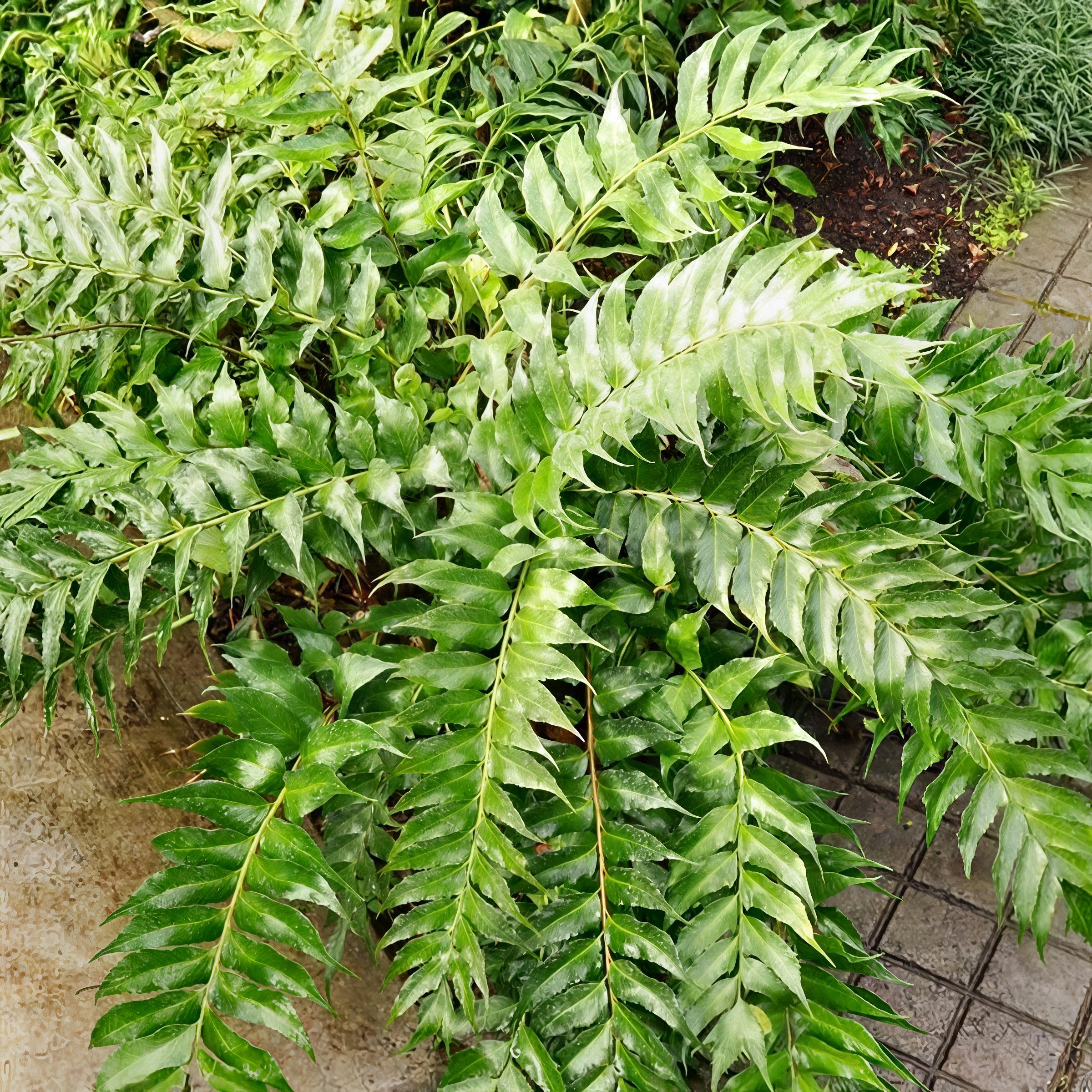 National Plant Network LW2746 perennials - View #3