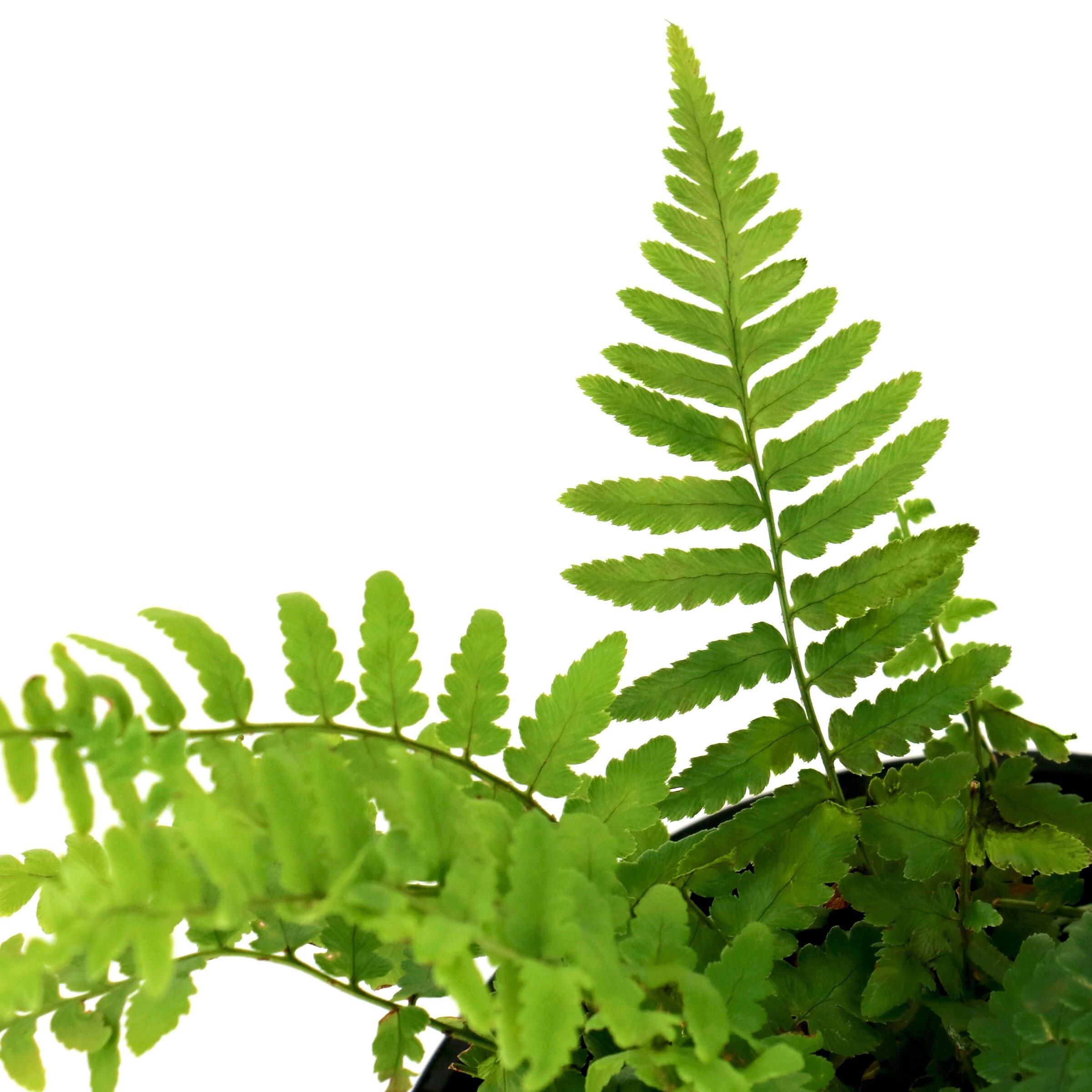 National Plant Network 1 gal. Southern Shield Fern in the Perennials ...