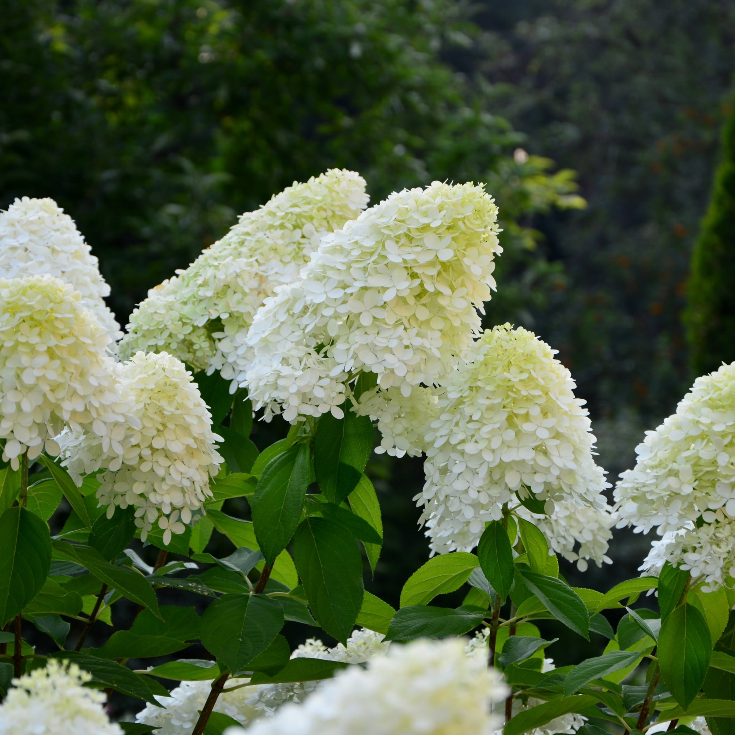 National Plant Network LW1551 shrubs - View #2